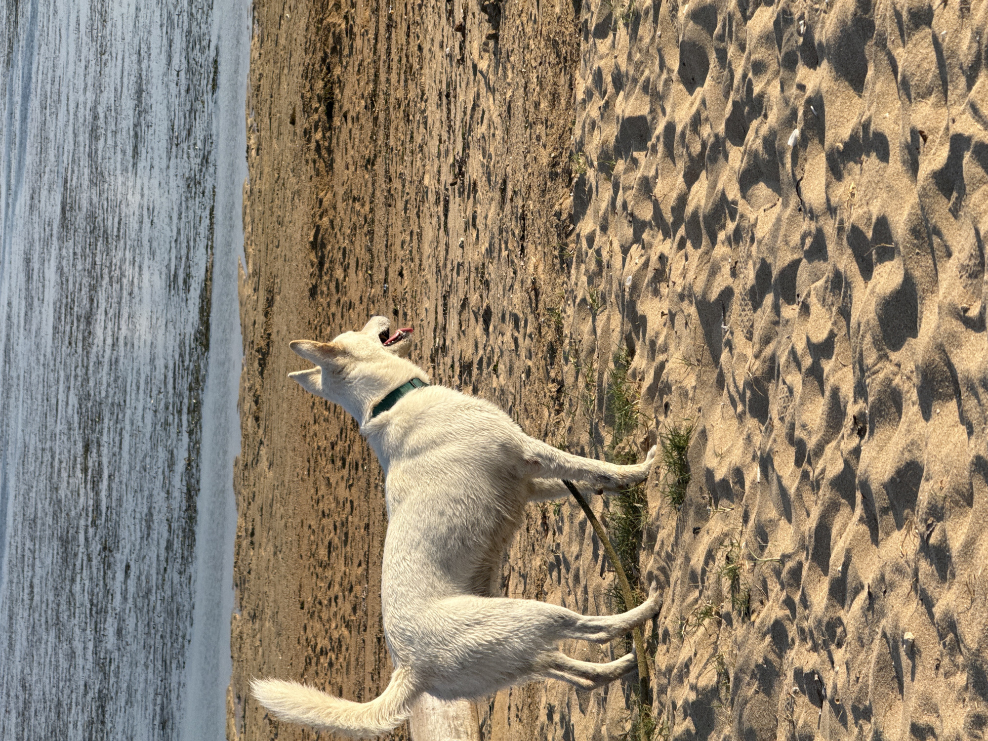 A medium shot shows a white dog standing on a sandy beach, facing right. The dog is mostly white with a green collar and its tongue is sticking out. The dog's tail is held high and curled. The dog is standing on a sandy beach with some sparse green grass and a thin stick lying on the ground near its hind legs. In the background, there is a body of water with ripples, and the water appears to be a light blue-gray color. The sand is light brown and has many small shadows cast upon it, suggesting it is late afternoon or early morning. The location is not identifiable as Denpasar, Indonesia, or any specific city.