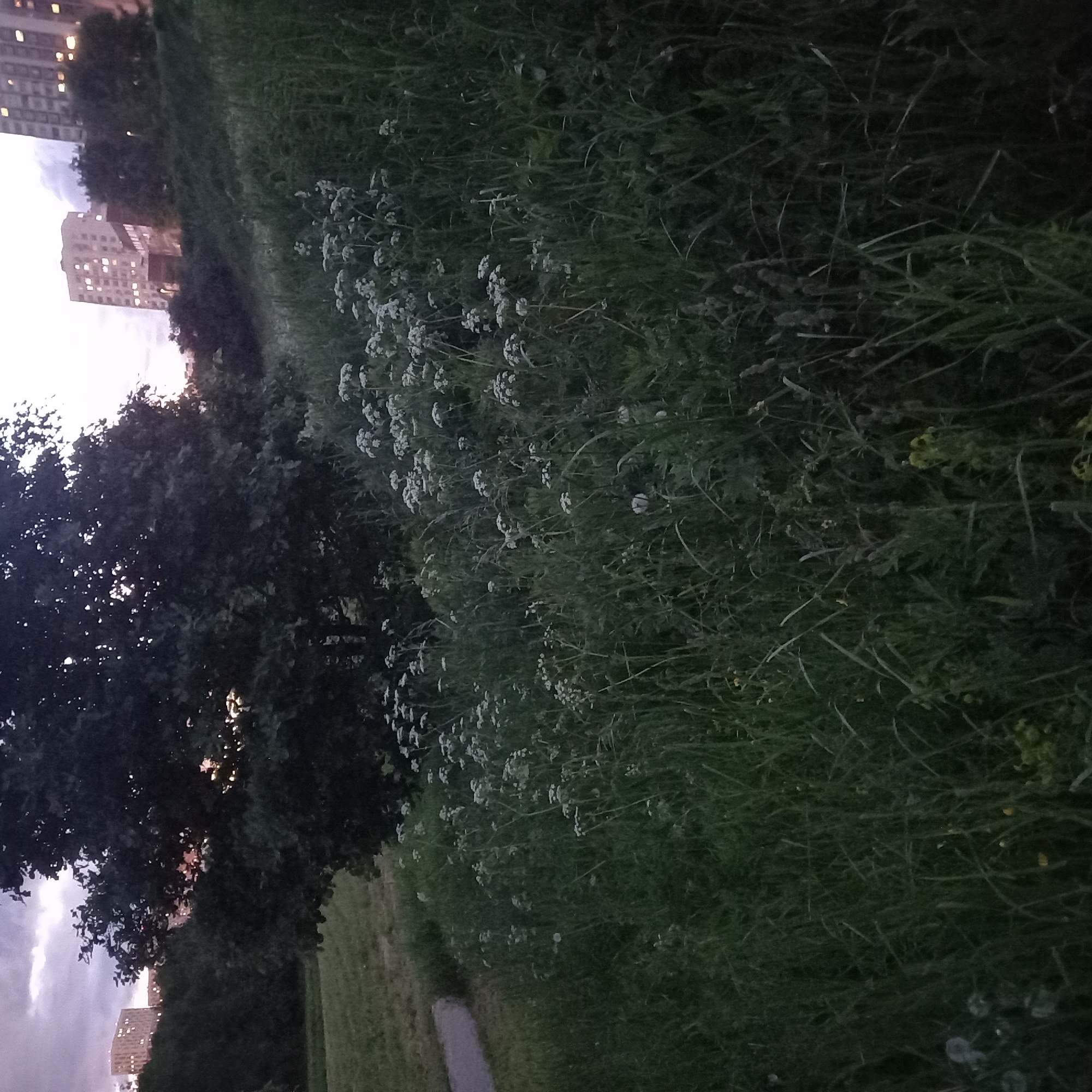 The image depicts a park landscape at dusk, likely located in Moscow, Russia, based on the presence of residential high-rise buildings in the background. Tall grass and wildflowers, some of which are white and clustered, dominate the foreground. A large tree with dense foliage is positioned on the left side of the frame. A narrow concrete pathway is visible near the bottom of the image. The sky is partly cloudy and light-colored, suggesting the sun has recently set. The lighting is dim, creating a somewhat shadowy atmosphere. No people or animals are visible in the scene. The setting suggests a quiet urban park or green space.