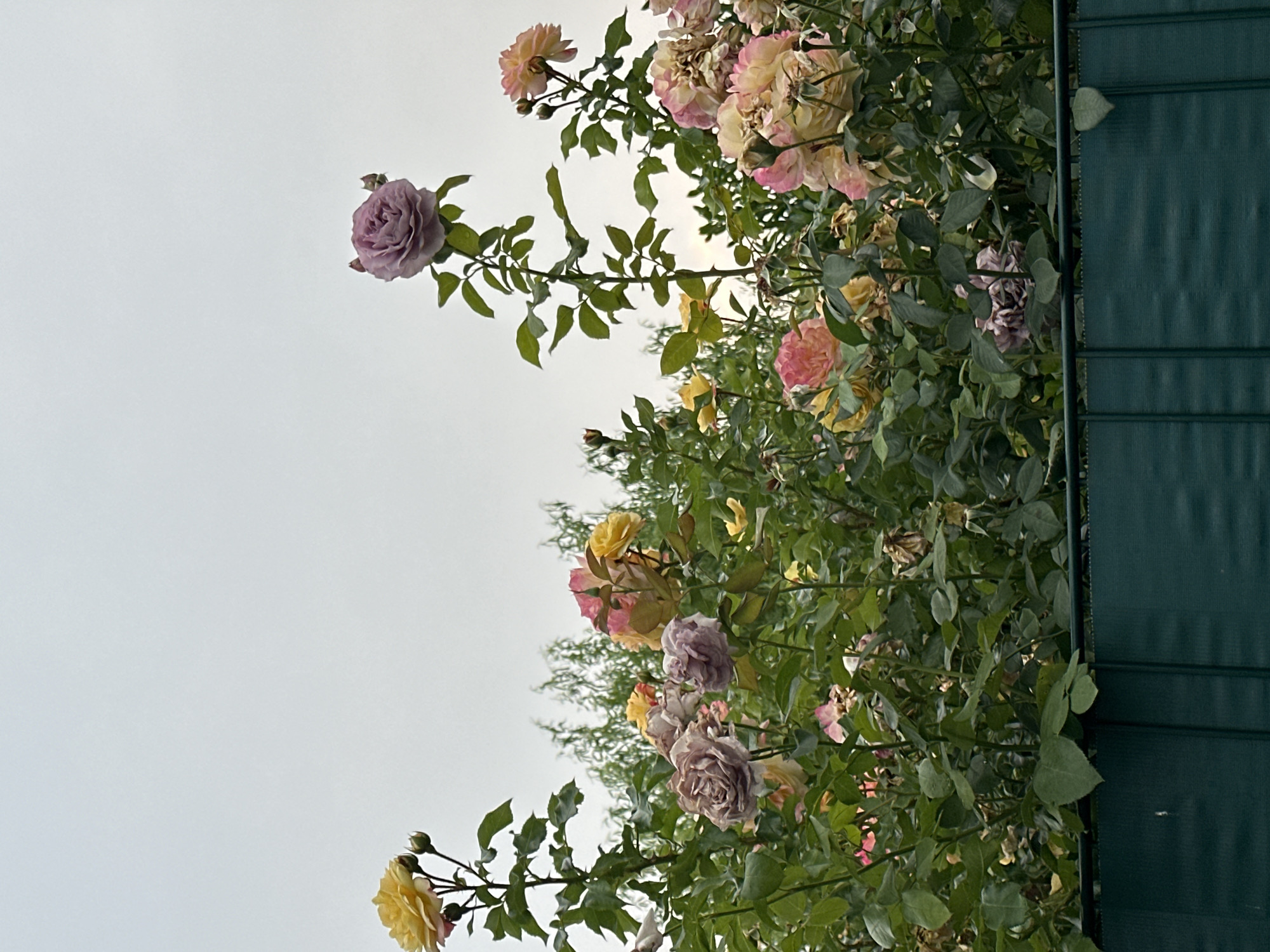 This is a low-angle, eye-level, medium shot of a rose bush with a variety of roses in different stages of bloom, against an overcast sky. The roses are primarily in shades of yellow, pink, and a muted purple. Several rose buds are also visible. The rose bush is dense with green foliage. In the foreground, a dark green fence runs horizontally across the bottom of the image. The scene appears to be a garden or park. There are no people or animals visible. The lighting is diffused, suggesting it might be early morning or late afternoon. The location is identified as Krefeld, Germany.