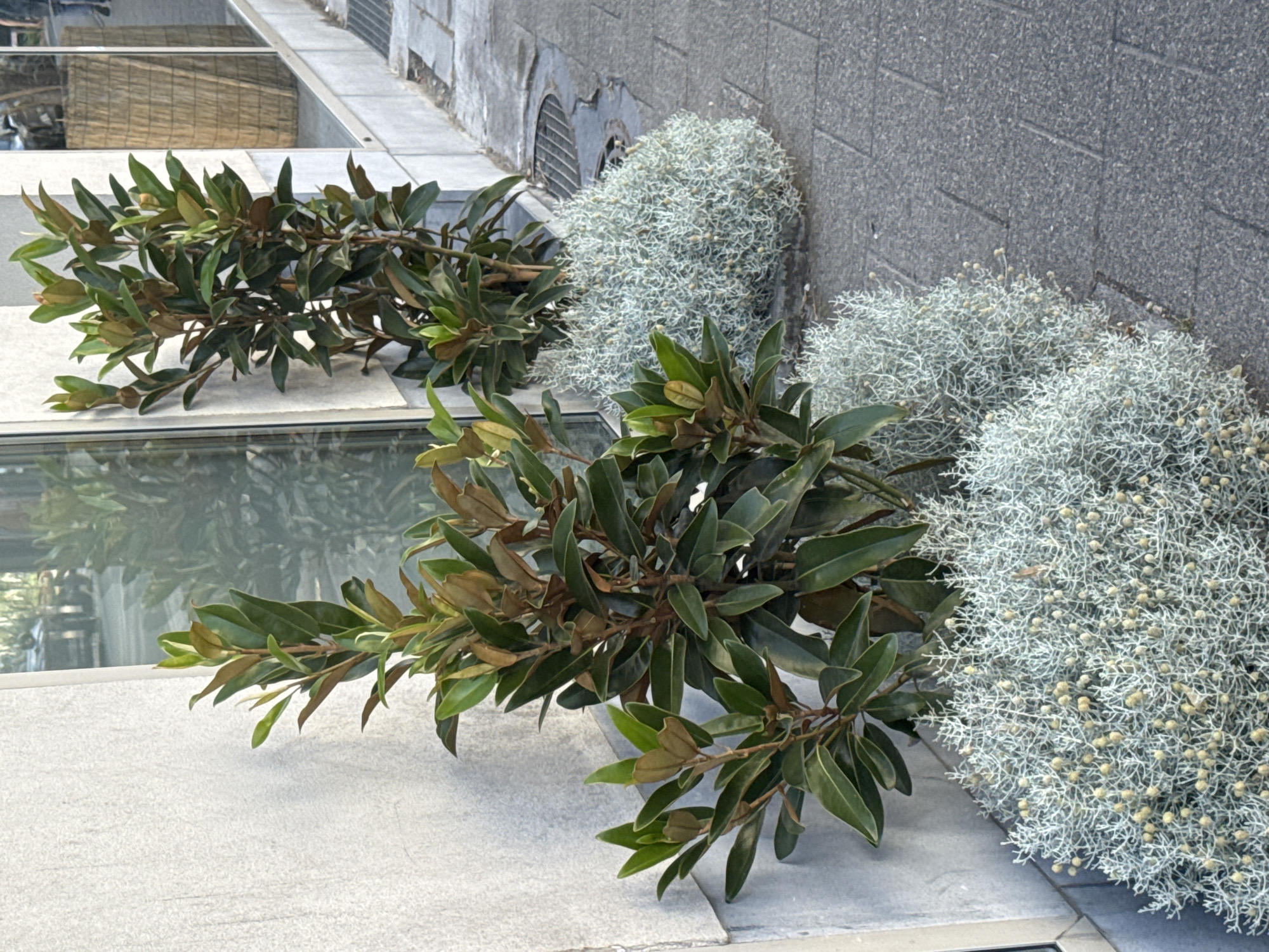 The image depicts two potted magnolia trees with dark green leaves and some brown, withered leaves, planted in front of a textured grey building. The trees are situated on a grey tiled sidewalk next to a window reflecting an outdoor scene. In front of the magnolia trees are two bushes of a low-growing, silvery-grey plant with small, light yellow buds. To the right of the sidewalk, a metal grate is visible in the pavement. The scene appears to be in a commercial or urban area, potentially in the city of Antwerp, Belgium, given the architectural style and urban setting. No people are clearly visible in the frame.