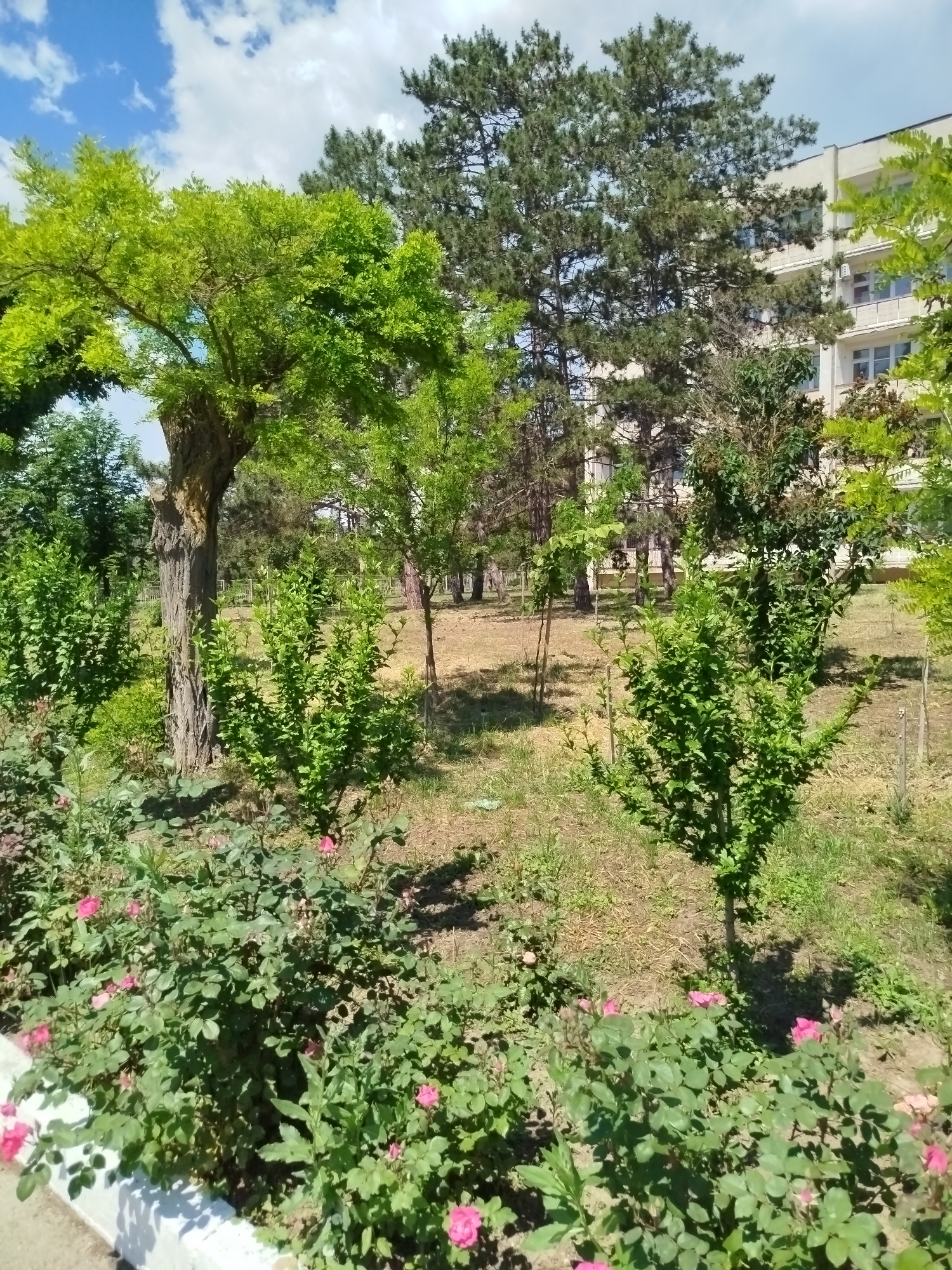 The image shows an outdoor scene with a building in the background and lush greenery in the foreground. The building appears to be a multi-story structure with a light-colored facade and visible windows and balconies. Surrounding the building and in front of it are various trees and bushes, displaying vibrant green foliage. In the lower part of the image, there is a garden bed with blooming pink roses. The ground is covered with a mix of grass and dry soil, suggesting a sunny, possibly arid environment. The sky is visible in the upper portion of the image, with scattered clouds against a blue backdrop. The overall impression is that of a well-maintained outdoor area, possibly a park or garden adjacent to a building.