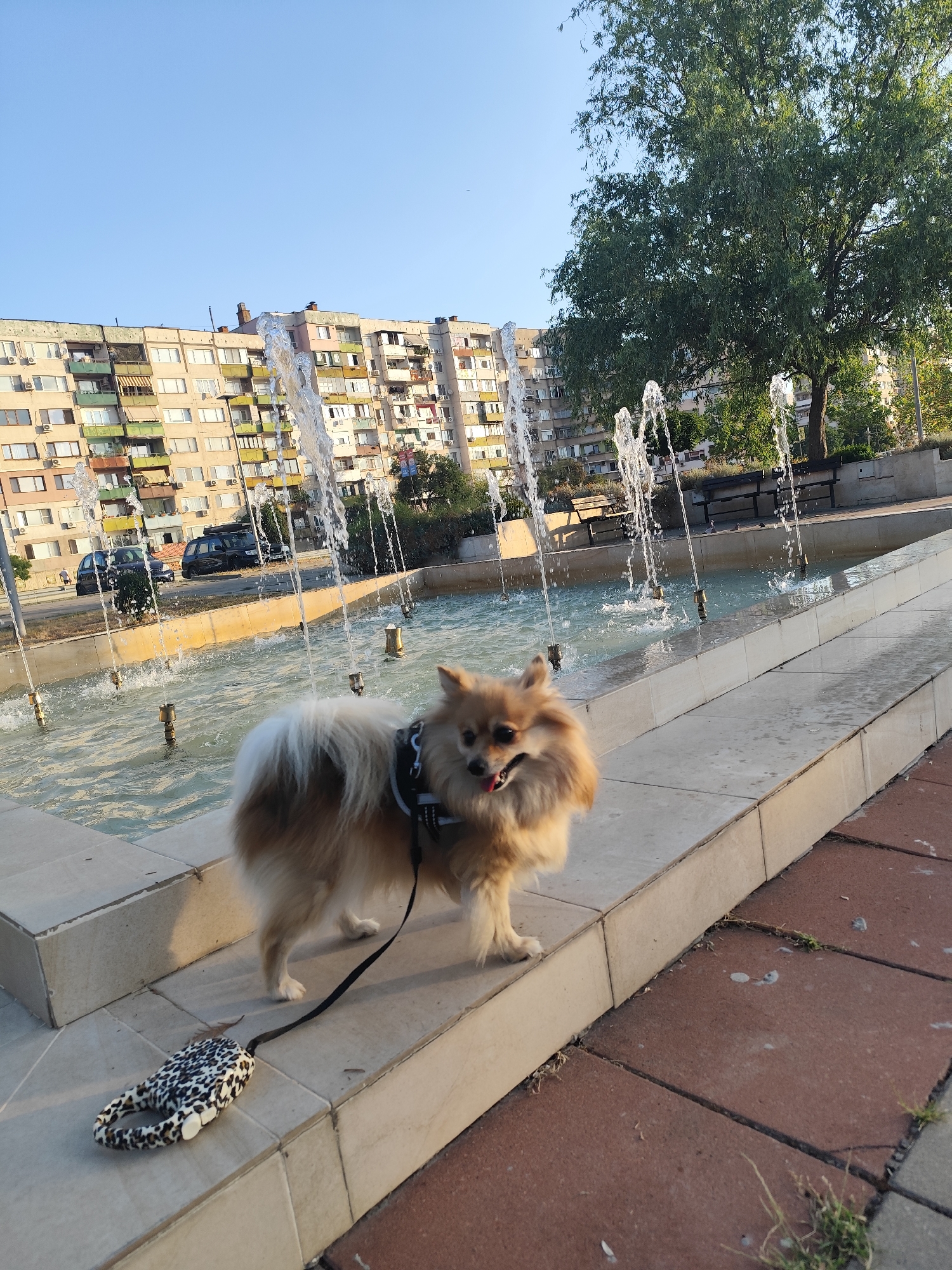An outdoor, eye-level, full-shot photograph features a Pomeranian dog standing by a fountain in a city. The dog is facing the viewer, its mouth slightly open and tongue visible. It is wearing a black harness with a leash attached that trails on the ground. The dog is on a light-colored, tiled platform at the edge of the fountain, which has multiple water jets. In the background, a large, multi-story apartment building with many windows and balconies is visible, along with a large tree. The sky is clear and blue. To the right of the fountain, there are benches and a paved walkway. The scene appears to be set in a public urban space. This fountain is located in the city of Montana, Bulgaria.