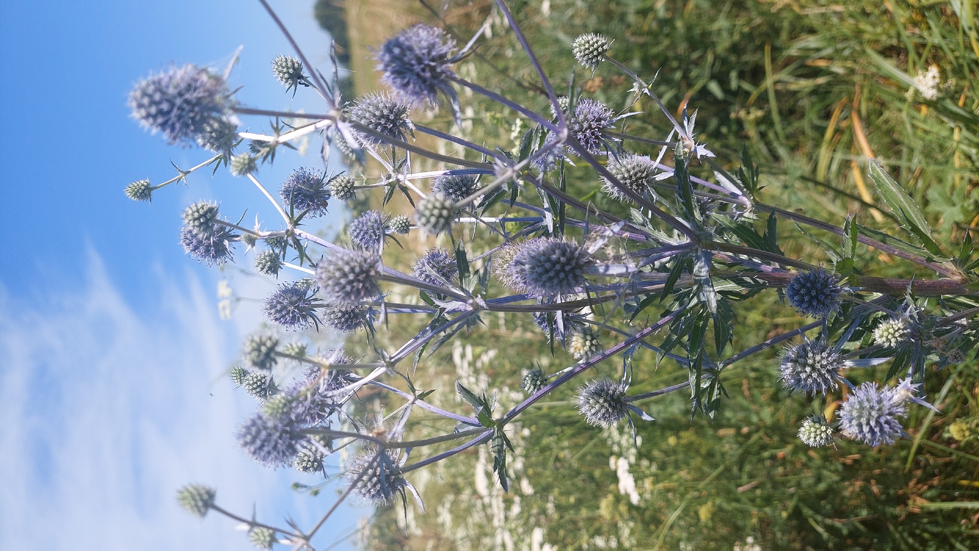 A close-up, vertical, eye-level shot captures a cluster of blue, thistle-like flowers against a bright blue sky with scattered white clouds. The flowers, with their spiky, globe-shaped heads, are in focus in the foreground, with their delicate stems and spiny leaves visible. In the blurred background, a field of green grass and white wildflowers can be seen under the summer sun. The scene is an outdoor natural environment.