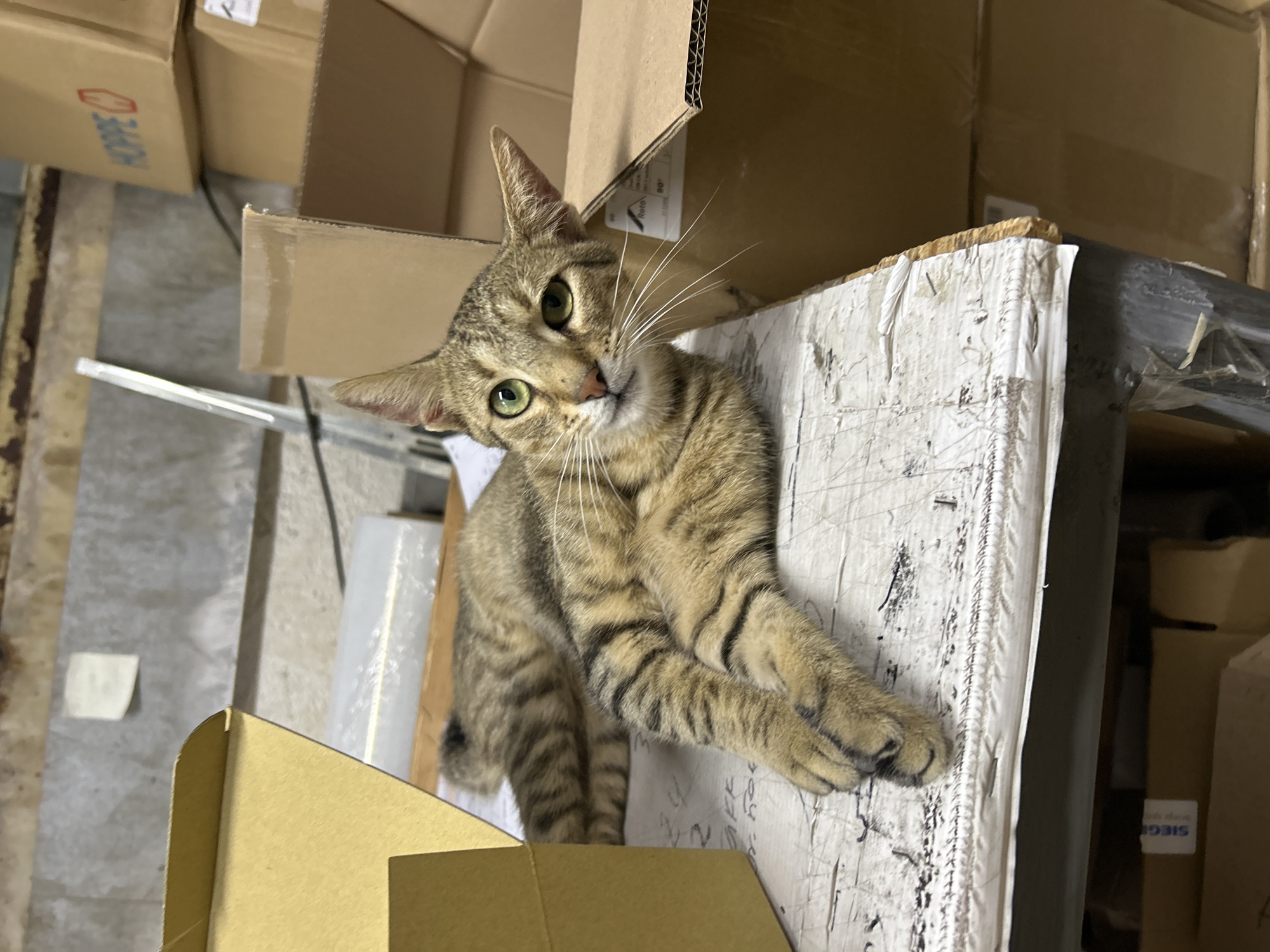 A tabby cat with green eyes lies on a cluttered surface in what appears to be a storage area. The cat is positioned on its back with its paws in the air. The surface it lies on is a white, textured material with some dark markings and peeling edges. Various cardboard boxes are visible in the background and around the cat, some stacked and others open. The environment seems to be indoors, possibly a warehouse or storage room. The lighting is dim. The city of Struma, Bulgaria is not discernible from the visual information in the image.