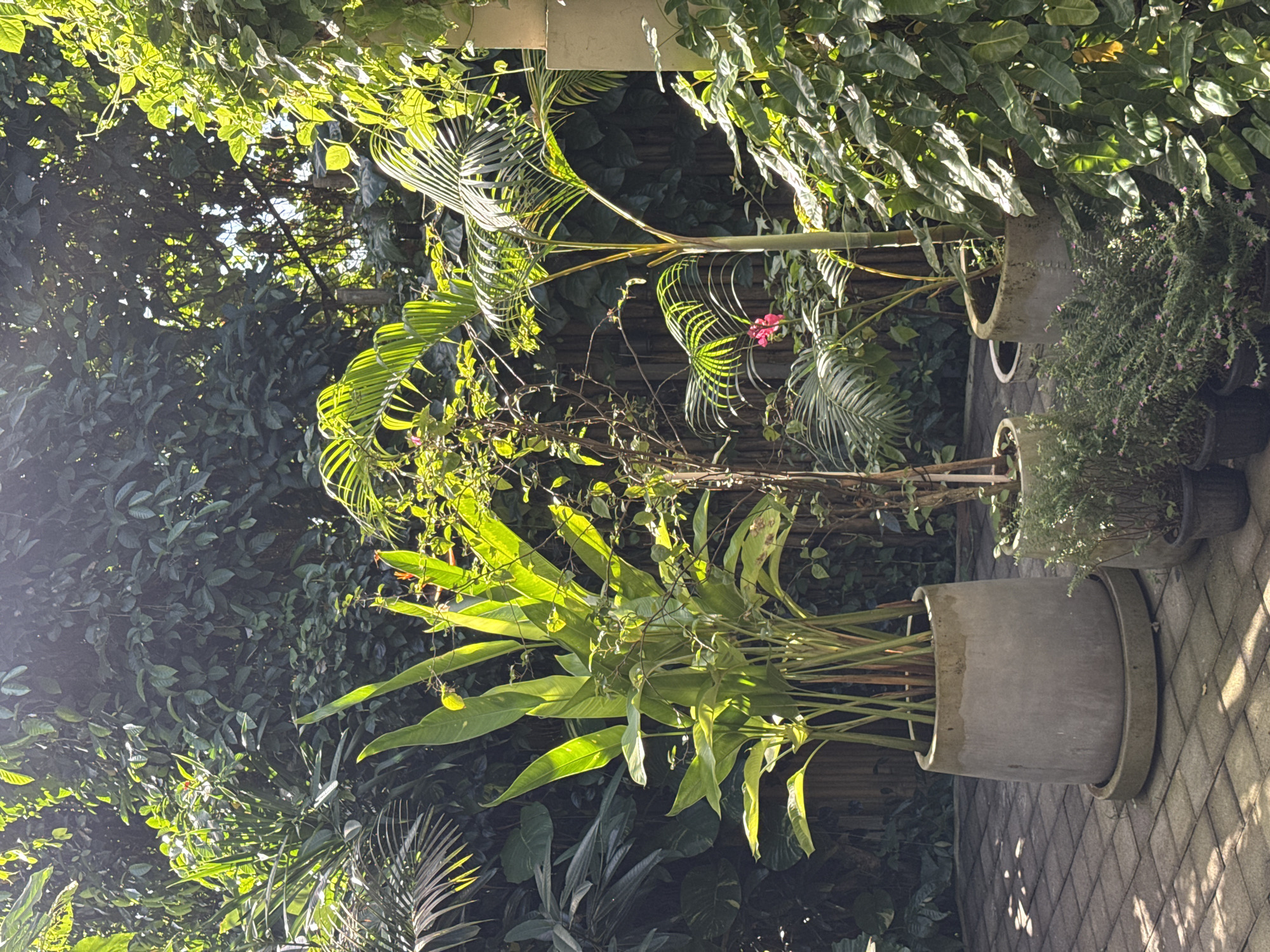 The image shows a lush, green outdoor garden space with paved flooring. In the foreground, several potted plants are arranged on the paving stones. The largest pot, made of concrete, contains a tall plant with large, elongated green leaves. To its right, a smaller potted plant with dense, leafy green foliage and tiny pink flowers is visible. Another concrete pot sits behind the first, and further to the right, a slender palm-like plant with feathery fronds is housed in a pot. The background is filled with dense, mature vegetation, including trees and vines, creating a secluded, natural environment. Sunlight filters through the leaves, casting dappled shadows on the ground and illuminating the vibrant greenery. The scene suggests a tranquil, natural setting, potentially a backyard garden or a quiet corner in a restaurant or hotel in the Ubud District, Indonesia.