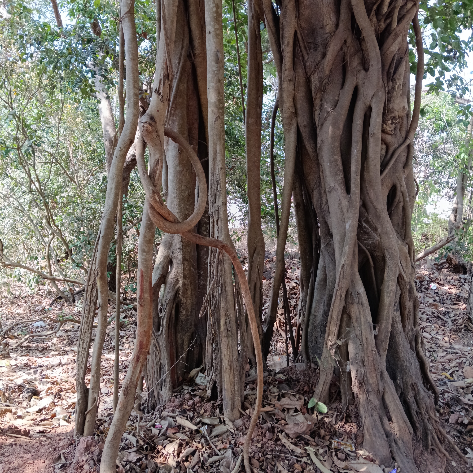 The image presents a close-up view of a cluster of trees in Assagao, India. The foreground is dominated by several tree trunks with prominent aerial roots, some of which are thick and twisted, creating a complex, intertwined structure. The ground is covered with dry leaves and reddish-brown soil. Behind the main group of trees, there's a less dense area of other trees and foliage, suggesting a wooded environment. The lighting appears to be diffused, with shadows indicating a daytime setting. No people or animals are visible.