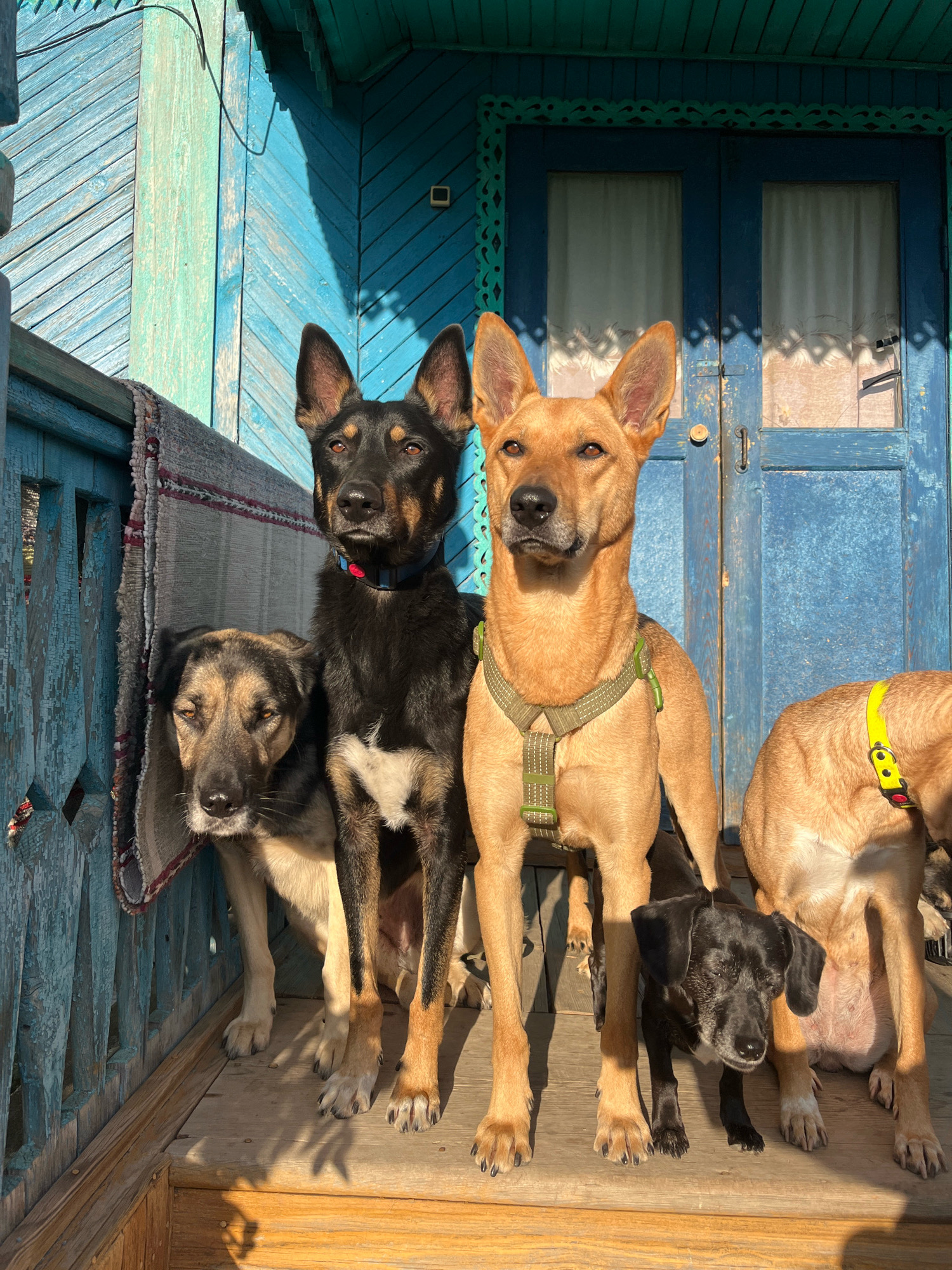 Five dogs are on a wooden porch in front of a blue wooden building with double doors. The building appears to be a house or an outbuilding, possibly in Nizhny Tagil, Russia. The dogs are of various breeds and sizes. From left to right, there is a large dog with dark fur and tan markings, a medium-sized black and tan dog, a large tan dog wearing a green harness, a small black dog, and the rear end of another tan dog with a yellow collar. The wooden porch has sunlight casting shadows, suggesting it is daytime. The blue walls of the building have decorative trim near the roofline and around the doors. The doors have white curtains visible through the glass panes. A woven mat hangs on the railing of the porch to the left of the dogs.