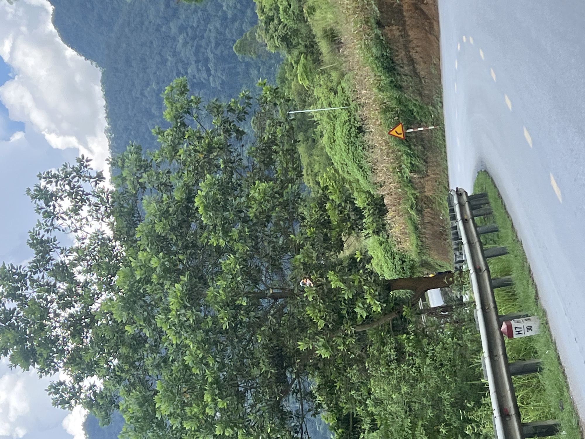 The image shows a rural road in Minh Tân Commune, Vietnam. The road curves to the right and is marked with yellow dashed lines. A guardrail runs along the left side of the road, with a white and red marker post labeled "H7 30" at its base. To the left of the road, a large tree with dense green foliage stands prominently. Behind the tree, a lush, forested mountain slope rises, covered in a variety of green trees and vegetation under a partly cloudy sky. On the right side of the road, a yellow triangular warning sign with a black arrow indicating a curve is posted on a striped pole. The terrain is sloped and appears to be agricultural land in some areas, with dry stalks of crops visible on the hillside. The overall impression is a scenic, mountainous landscape with a winding road.