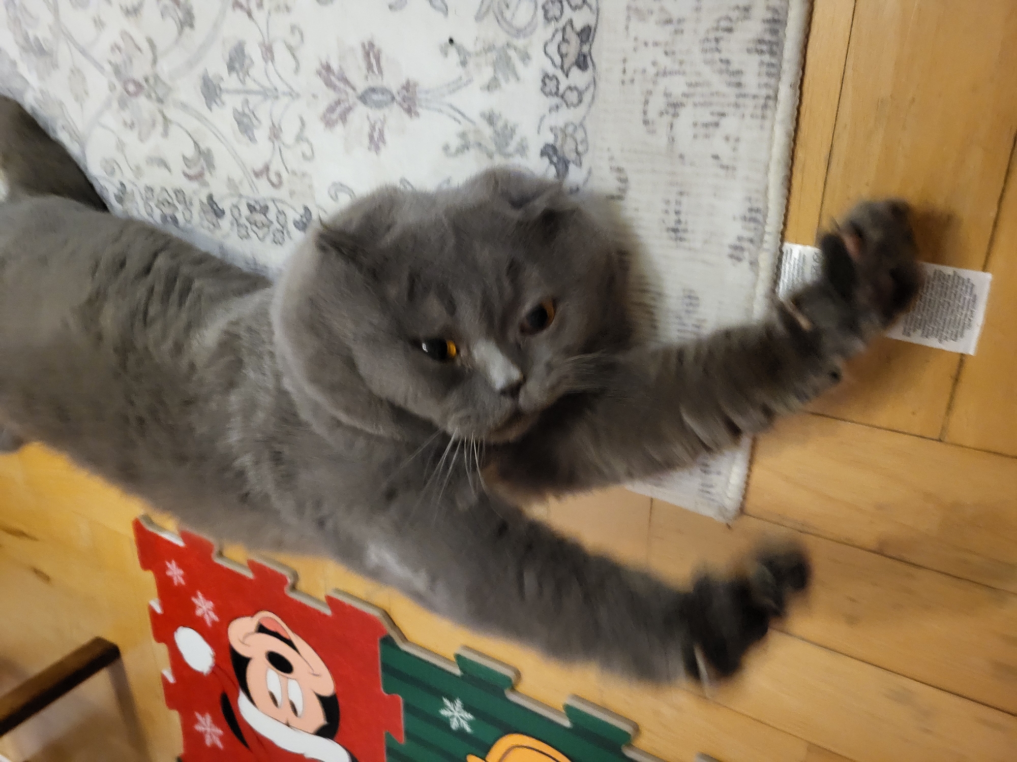 A grey, long-haired cat, possibly a Scottish Fold or British Longhair, is stretching its front paws across a patterned rug and onto wooden floorboards in an indoor setting. The cat's body is elongated, with its head slightly to the right of the center, gazing towards the right with amber-orange eyes. It has a distinctive white marking on its nose area.
The background consists of a light-colored rug with intricate grey and purple floral or ornate patterns on the left and upper sections. To the right, light-toned wooden floorboards are visible. In the bottom left corner, part of a colorful children's foam puzzle mat is seen. The mat features red and green sections, with the red piece displaying a cartoon character resembling Mickey Mouse, wearing what appears to be a Santa hat and scarf, along with white snowflake designs. Snowflake patterns are also present on the visible green section.
The cat's right front paw is stretched out and resting on a small, white rectangular label or tag, which lies on the wooden floor against the edge of the rug. The text on this label is too small to be legible. Part of a dark wooden object, possibly a piece of furniture, is visible in the bottom left. The overall scene suggests a relaxed atmosphere in a domestic environment, possibly a living area or child's play space.