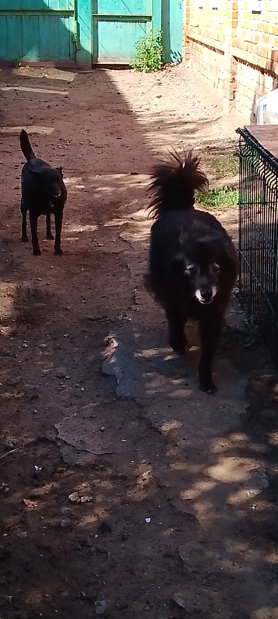 The image depicts two black dogs in an outdoor, possibly rural or suburban, setting. The ground appears to be a mixture of dirt, gravel, and possibly some patchy vegetation or dry earth. In the background, there is a teal-colored wooden gate or fence, and to the right, a brick wall and a black metal fence. Sunlight casts shadows on the ground, indicating it is daytime. The dog in the foreground is closer to the viewer, facing forward with its tail raised in a fluffy manner. The second dog is further back and to the left, also facing forward. The scene appears to be a courtyard or alleyway. There are no people visible in the image. The image does not contain enough information to determine the specific location in Belgorod, Russia.