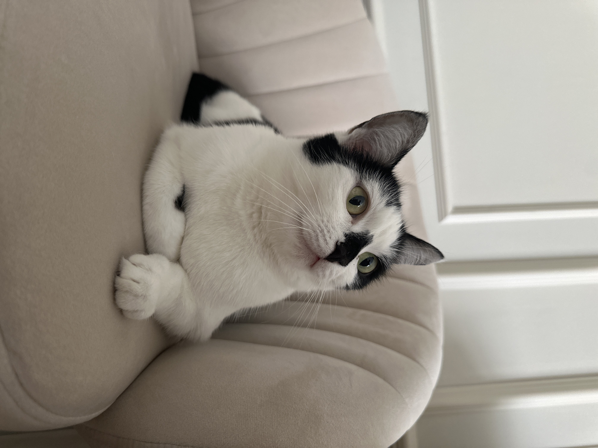 A black and white cat is sitting on a light-colored, plush chair. The cat is looking up and to the right with its paws crossed. The background is a white wall with molding. This image was taken in Kokshetau, Kazakhstan.