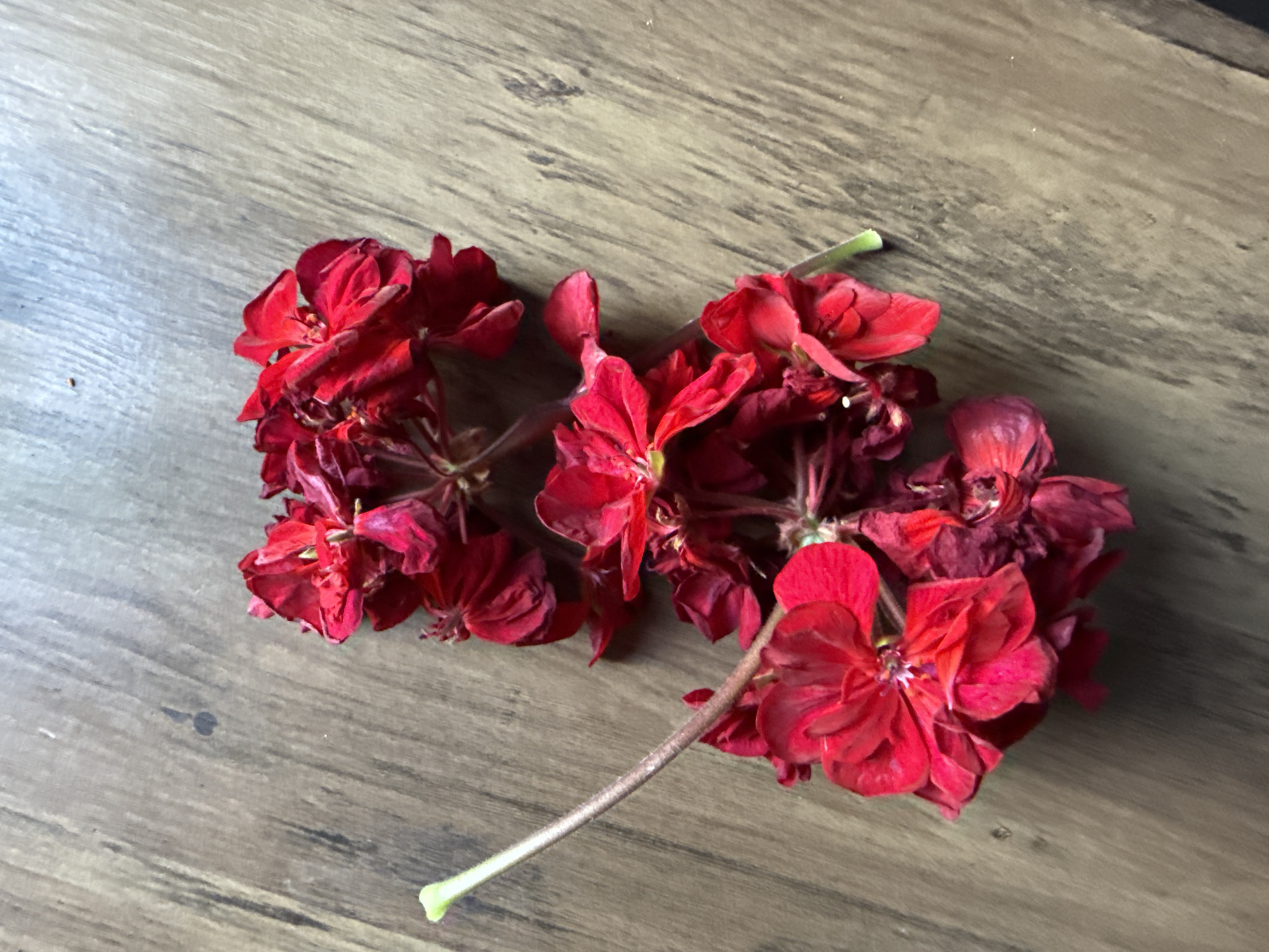 A cluster of red geranium flowers with green stems lies on a wooden surface. The flowers appear slightly wilted. The scene is indoors under natural lighting. The location is not discernible from the image.