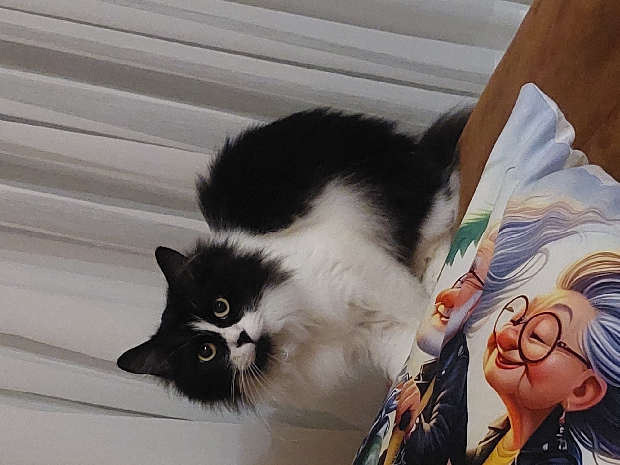 A curious black and white cat peeks into view in an indoor setting in Plovdiv, Bulgaria. The cat, with prominent yellow eyes, looks directly at the camera, its head slightly tilted, conveying a sense of alertness and inquisitiveness. Its fur is predominantly black on its back and ears, with striking white markings across its face, chest, and paws, extending to its belly.
The cat is positioned near a patterned object, likely a pillow or blanket, which features a vibrant cartoon illustration. The most prominent figure on this fabric is an older woman with gray hair and large, round spectacles, sporting a wide, joyful smile as she gazes upwards. She strongly resembles the character Ellie Fredricksen from the animated movie "Up." A portion of another character, likely Carl Fredricksen, is also visible beside her.
The background consists of light-colored horizontal lines, suggesting blinds, textured wallpaper, or a patterned surface. A dark brown element, possibly furniture or a headboard, is visible to the right, behind the illustrated fabric. The lighting in the scene appears soft and diffused, characteristic of an indoor environment. There is no visible text present in the image. The overall impression is a charming and intimate moment in a domestic space.