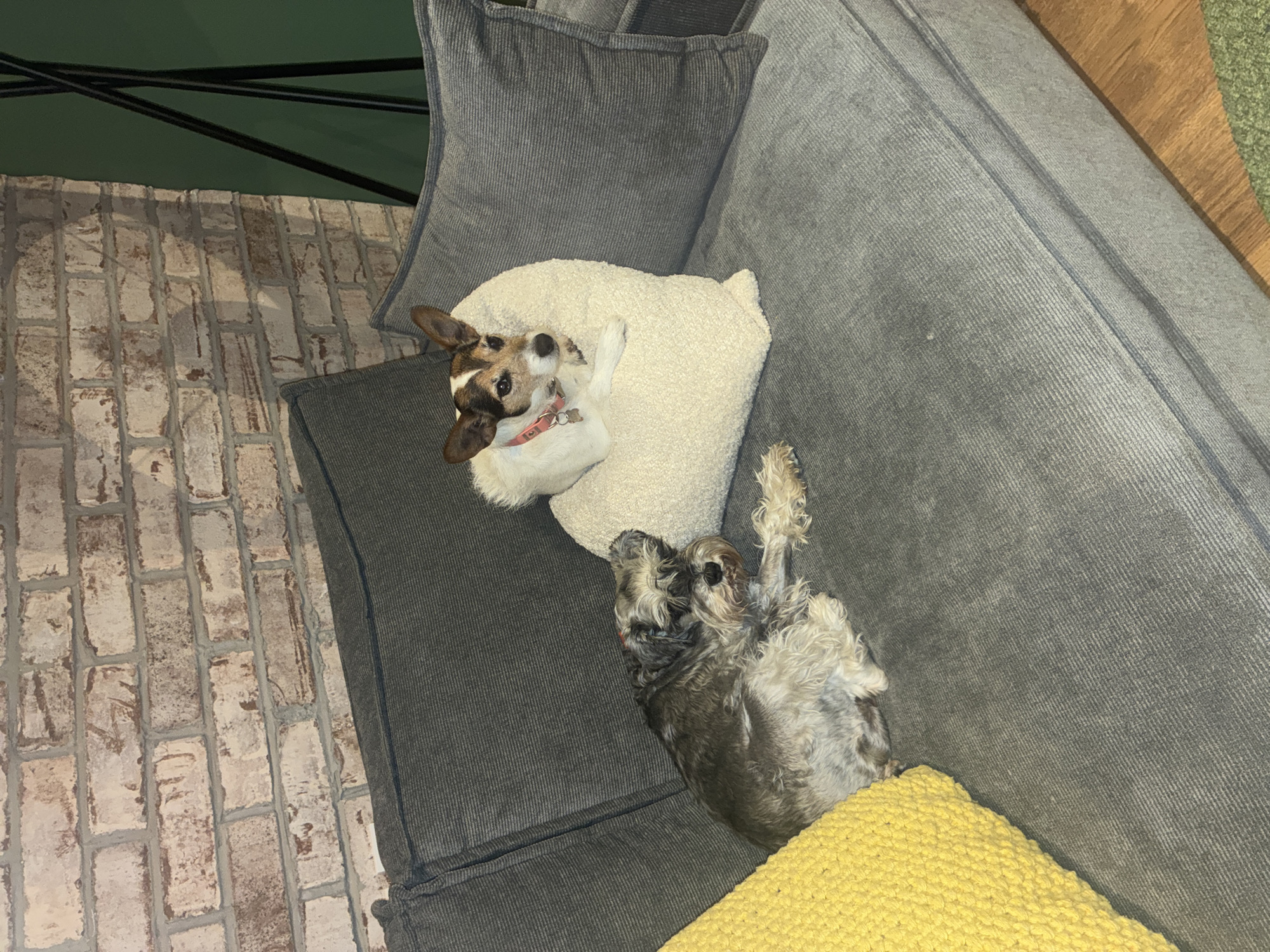 A tan and white Jack Russell Terrier with brown ears and a pink collar lies on its back on a white pillow on a gray corduroy couch. The terrier is facing the camera with its right paw raised. Next to it, a gray and white Schnauzer dog lies on its back with its paws in the air. The Schnauzer dog is resting on a yellow pillow. The couch has gray corduroy cushions. A section of a brick wall is visible to the left. Green wall covering is seen above the brick wall. The location is likely indoors but can’t be pinpointed to Huixquilucan de Degollado, Mexico.