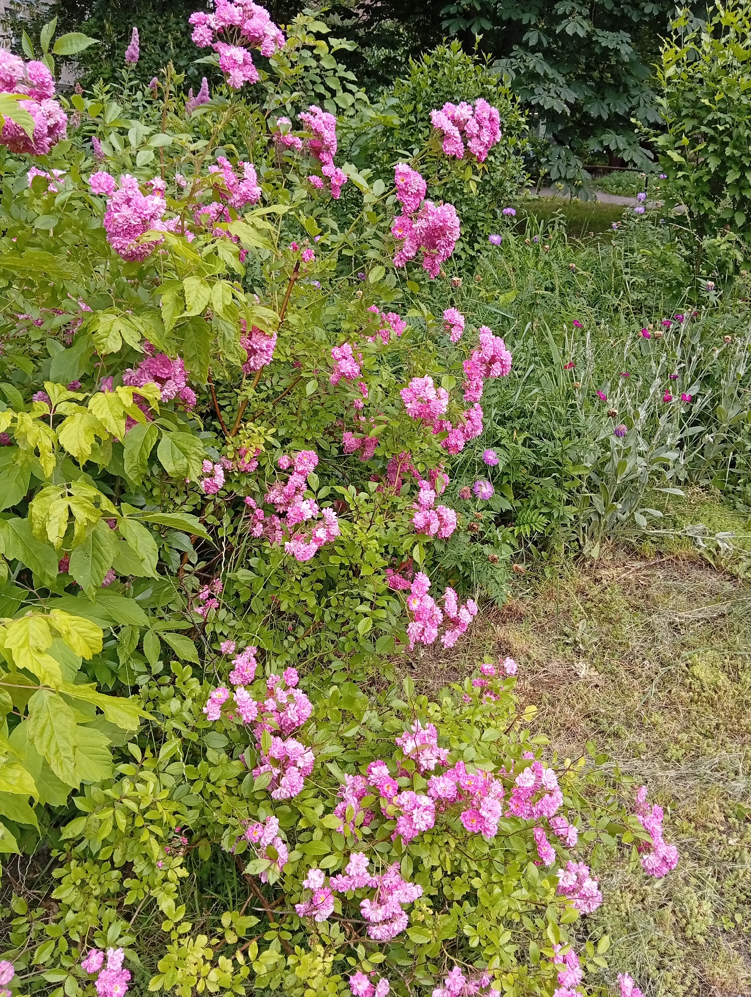The image depicts a close-up view of a bush laden with small, pink, multi-petaled roses. The roses are clustered together, creating a vibrant display against the backdrop of lush green foliage. To the left of the rose bush, there are large, light green leaves, possibly from a different plant, creating a contrast in texture and color.
In the background, a variety of other plants and greenery are visible. There are taller, darker green bushes and trees, suggesting a garden or natural setting. Interspersed among the greenery are glimpses of smaller, purple flowers, adding touches of color to the scene. A pathway or clearing can be seen in the further background, indicating an outdoor location.
The lighting suggests it is daytime, likely overcast or with soft, diffused sunlight, as there are no harsh shadows. The overall mood is peaceful and natural, highlighting the beauty of the flowering bush. No people, objects, or visible text are present in the image. The location context provided is Kyiv, Ukraine.