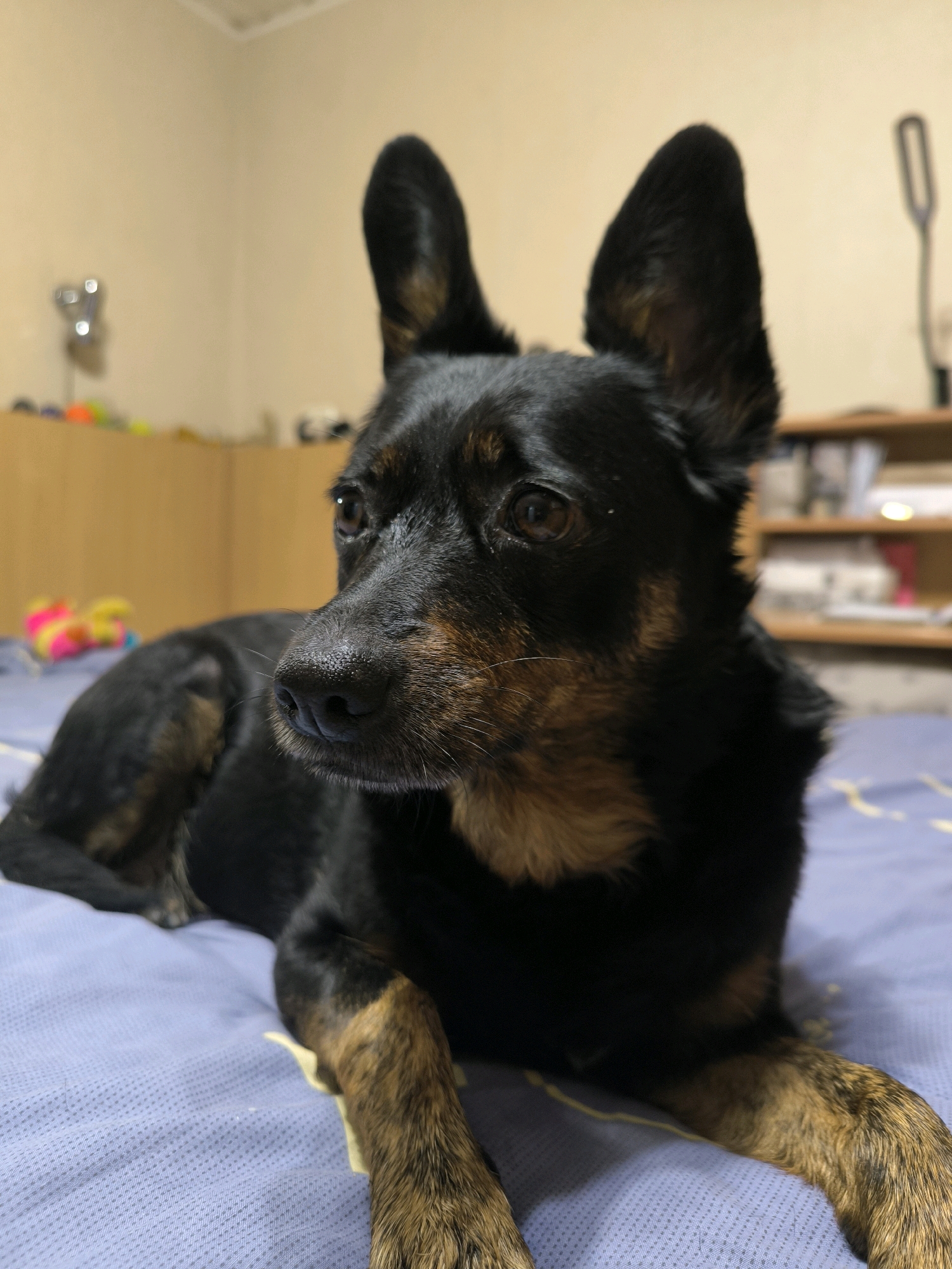 A black and tan dog with large, erect ears is lying on a bed with a blue patterned comforter. The dog is facing to the left of the frame, with its head turned slightly towards the viewer. Its eyes are brown and appear alert. The background is blurred, showing a wall and some shelves with various items. The setting appears to be an indoor bedroom environment, likely in a residential building. There is no visible indication of the specific location within the city of Mykolaiv, Ukraine.