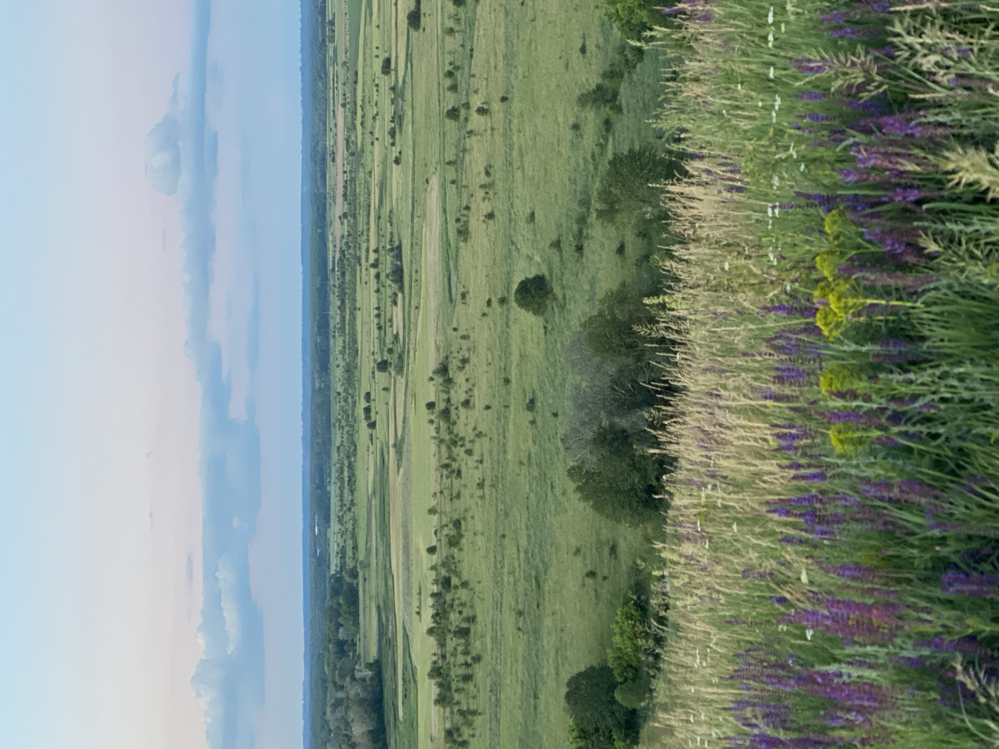 The image captures a pastoral landscape in Ustyvytsia, Ukraine. The scene is dominated by a vast, green field divided into various sections by subtle changes in terrain and vegetation. Scattered trees and bushes dot the landscape, creating a natural, somewhat wild ambiance. In the foreground, a lush border of tall grasses and wildflowers, predominantly purple, adds vibrant color and texture to the scene. The sky above is a soft blue with wispy clouds, suggesting it is daytime, possibly late afternoon or early morning given the gentle light. The overall impression is one of tranquility and natural beauty. There are no visible people or objects, nor any text. The image appears to be a photograph of an undeveloped, rural area.