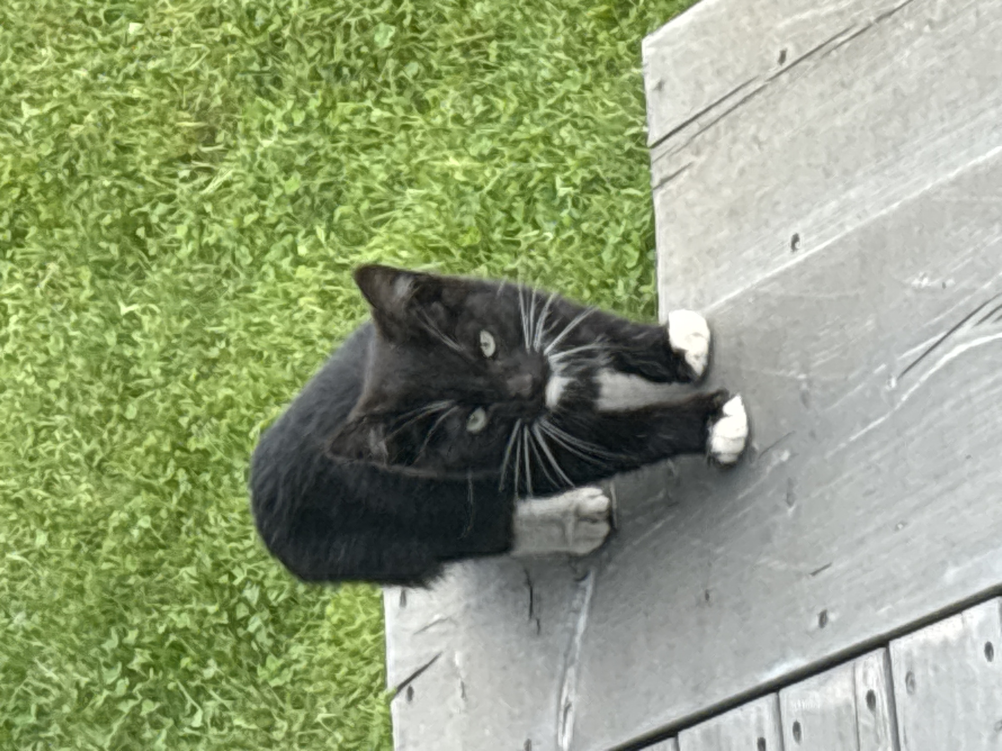 A black and white tuxedo cat is walking on a wooden surface. The cat is facing the camera with its green eyes open. It has white paws and a white chest marking. The background is blurred green grass. The scene is outdoors, likely in a residential area. There is no information about the location in the city of Zvenigorod, Russia.
