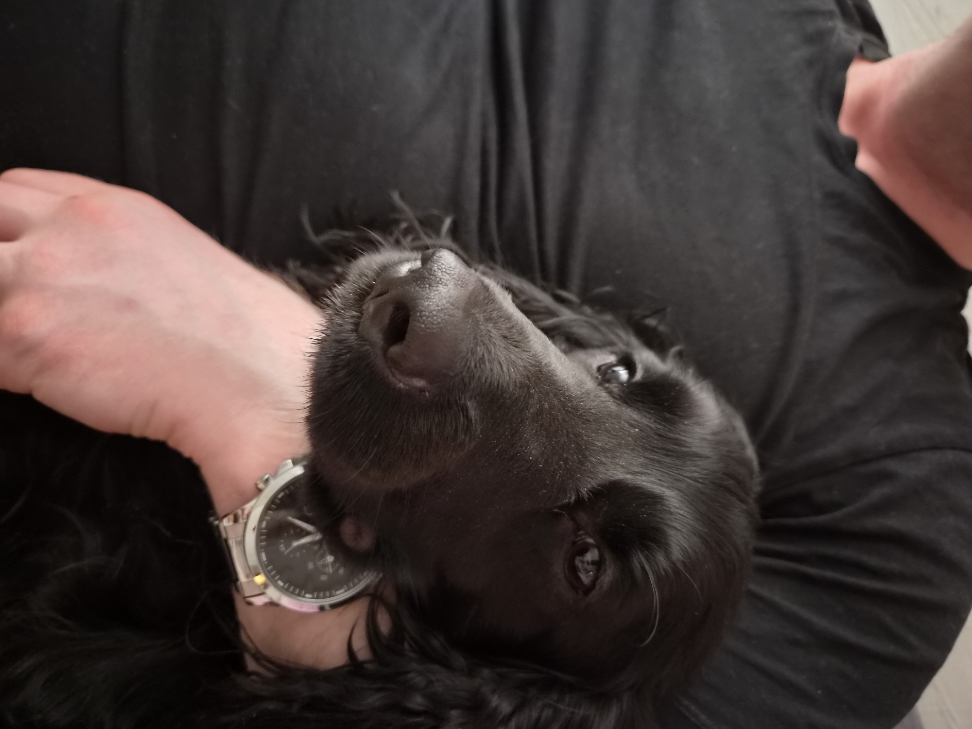A black, long-haired dog lies on a person wearing a black t-shirt. The person's left hand, adorned with a silver watch with a black face, rests on the dog. The dog's face is angled upward, with its nose prominently visible. The location is unknown and cannot be determined to be Chaikovsky, Russia.