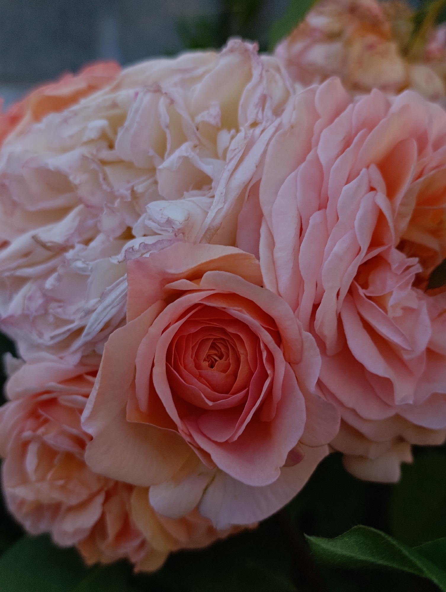 This is a close-up, eye-level, vertical shot of a cluster of pale pink and coral roses. The roses are the sole subjects, with their petals filling the frame. The focus is sharpest on a coral-colored rose in the lower center of the image, which displays a tight, spiraling center. Other roses are more open and diffused, with soft, wavy petals. Some of the petals appear to be wilting or have dried edges, especially in the upper left portion of the image.
The lighting suggests it might be daytime, with soft, diffused light that highlights the delicate textures of the petals. The background is blurred and dark, with hints of dark green foliage and a muted gray or blue, indicating an outdoor setting like a garden. There is no discernible text. The overall mood is one of soft beauty and gentle decay, capturing the ephemeral nature of flowers.