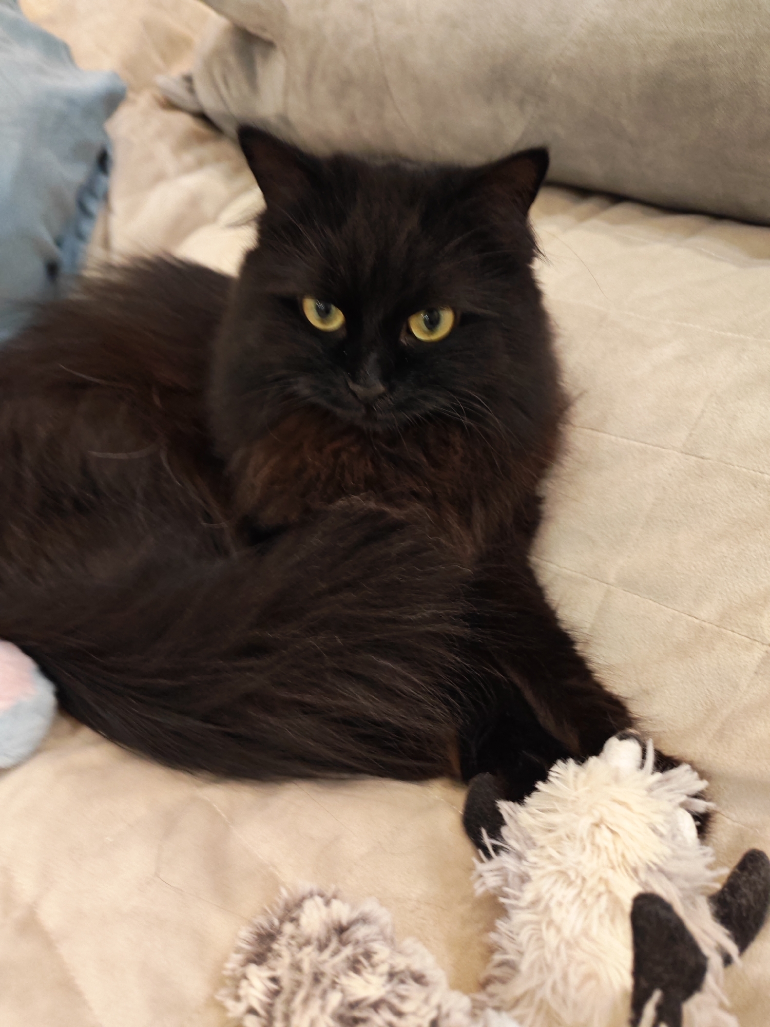A long-haired black cat with yellow eyes is lying on a beige surface. The cat is positioned centrally in the frame, with its body curled to the left and its head turned towards the viewer. It is partially obscuring two plush toys, one white and grey with black accents, and another grey and white object that is mostly out of frame to the left. In the background, there are two large pillows, one light grey and one a muted blue. The overall setting appears to be indoors, possibly a bedroom or living room. The image does not contain any information about the city of Bataysk, Russia.