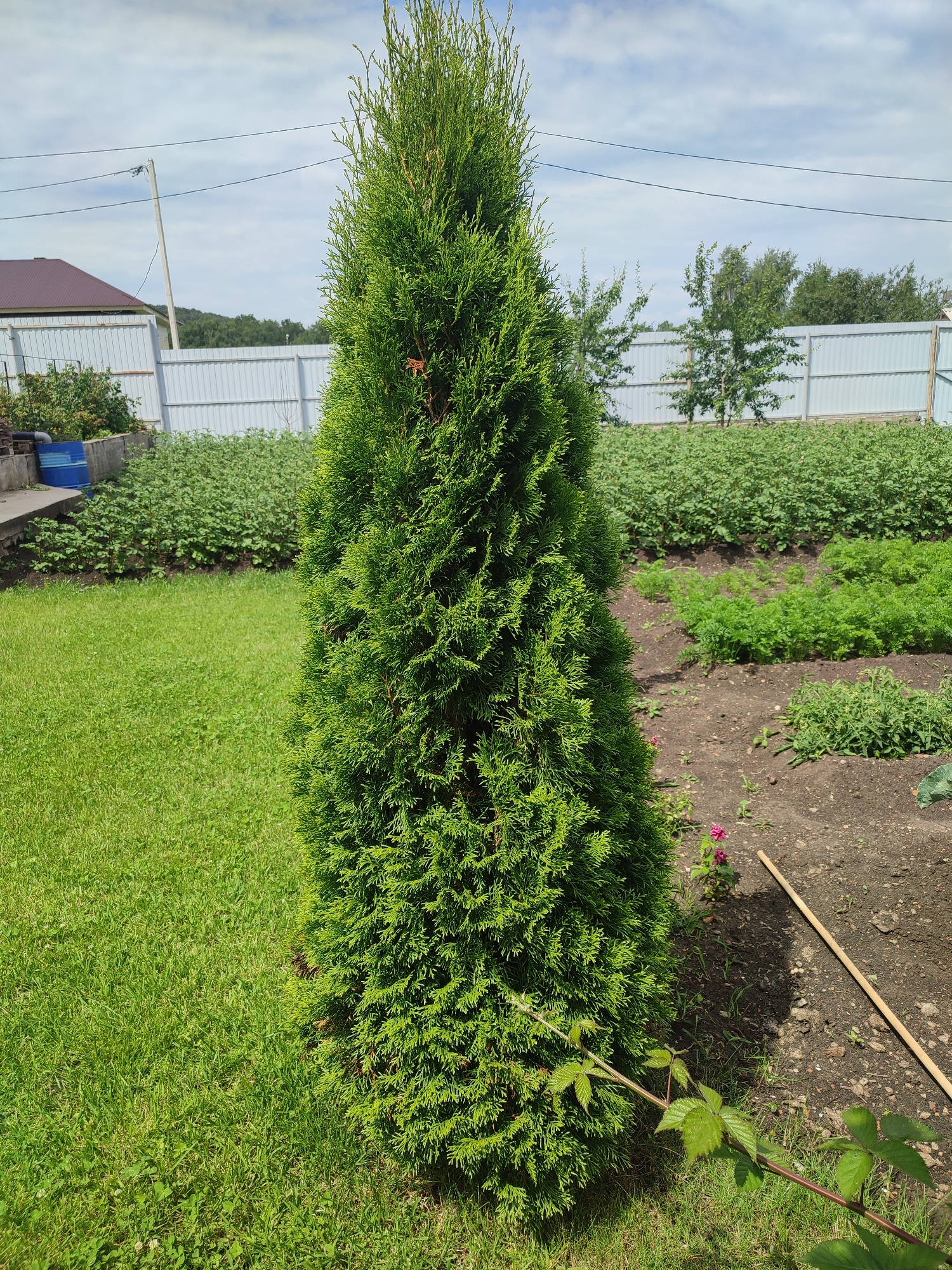 A tall, conical evergreen tree stands in the foreground of a sunny, outdoor scene. To the left of the tree is a neatly mown green lawn. To the right of the tree, there is a cultivated garden bed with rows of green plants, possibly vegetables, and bare soil. In the background, a white corrugated metal fence runs horizontally across the image, separating the garden from further vegetation and trees. A house with a brown roof is visible behind the fence on the left. A light pole with electrical wires is also present in the background. The sky is partly cloudy. The scene appears to be a residential backyard in Kumertau, Russia. No people are visible.