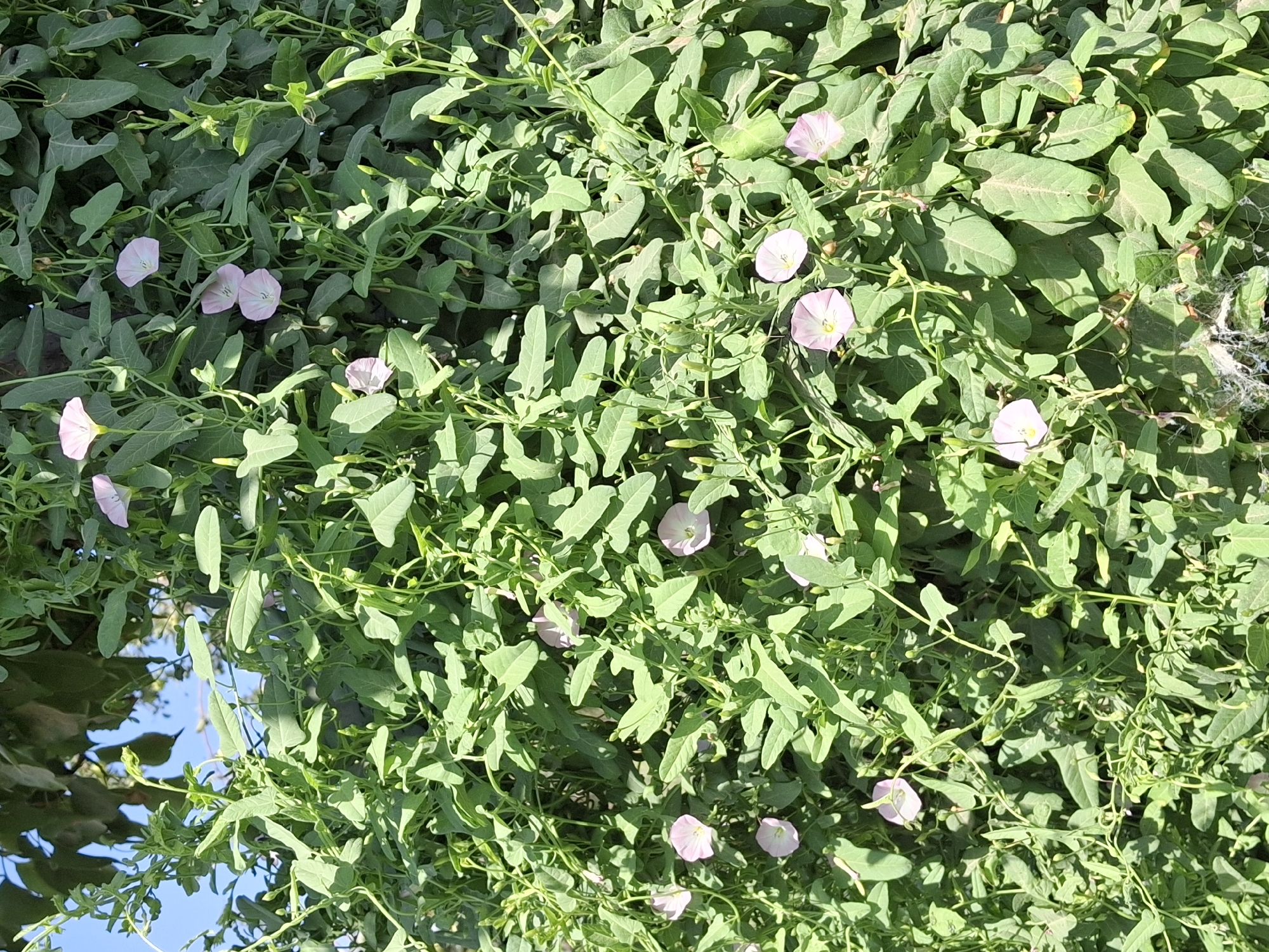The image displays a dense growth of green vines with heart-shaped leaves. Several delicate, funnel-shaped pink flowers with lighter centers are scattered throughout the foliage. The vines are climbing and intertwining, creating a thick curtain of greenery. The scene appears to be outdoors, with dappled sunlight illuminating parts of the plant and casting shadows. The sky, visible in the upper left corner, is a clear blue. The specific location in Ko`kdala, Uzbekistan, is not discernible from the visual information provided.