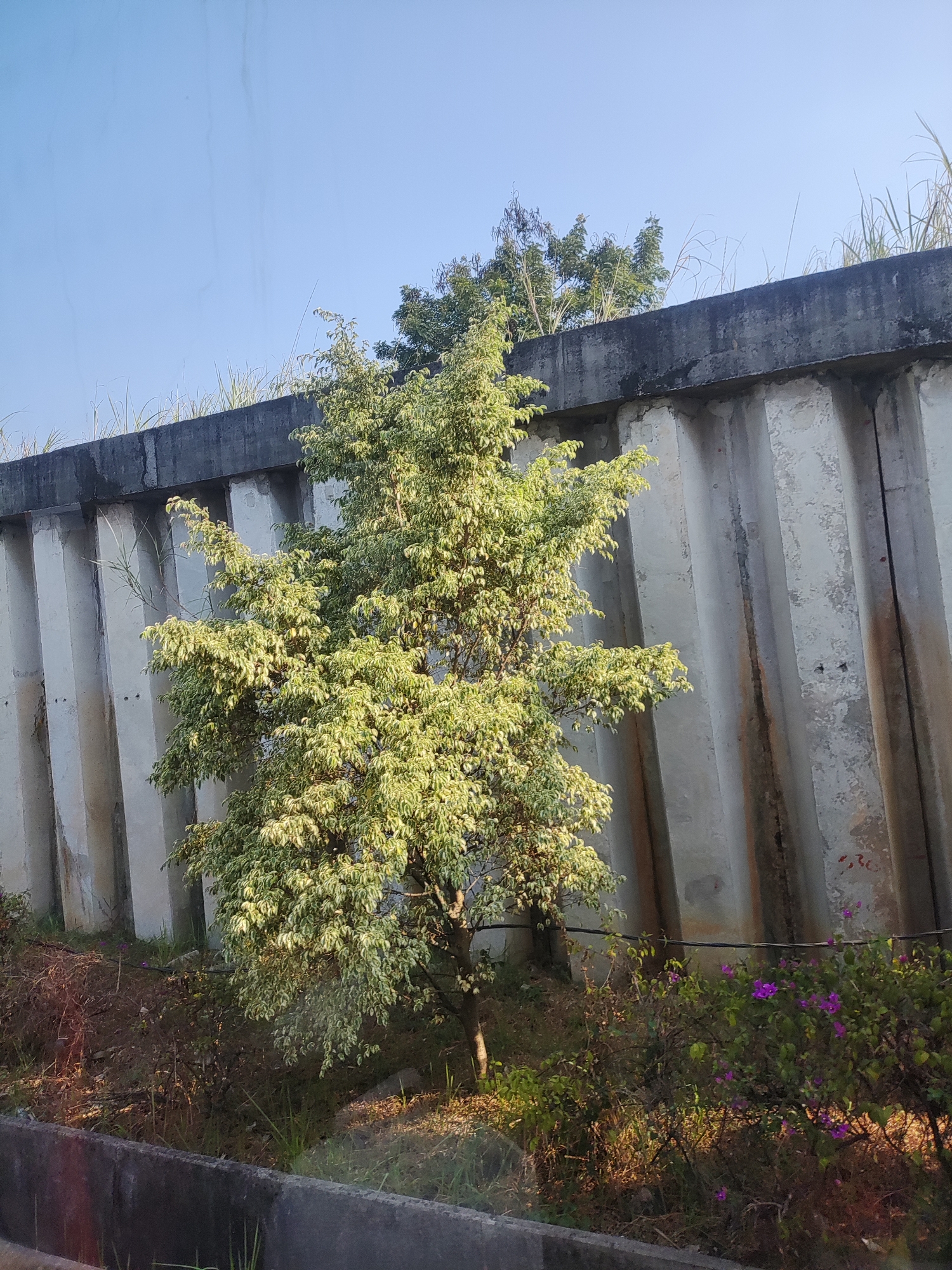 The image shows a tree with variegated leaves in front of a tall concrete wall. The wall appears to be part of a sound barrier or retaining wall, with vertical concrete segments. There is a clear blue sky above, and some grass and other vegetation are growing on top of the wall and at its base. In the foreground, there is a concrete barrier. Small purple flowers are visible near the base of the wall. The scene is likely an outdoor location in Karawang, Indonesia, given the context provided. There are no people or animals visible in the image. The lighting suggests it is daytime, possibly morning or afternoon.