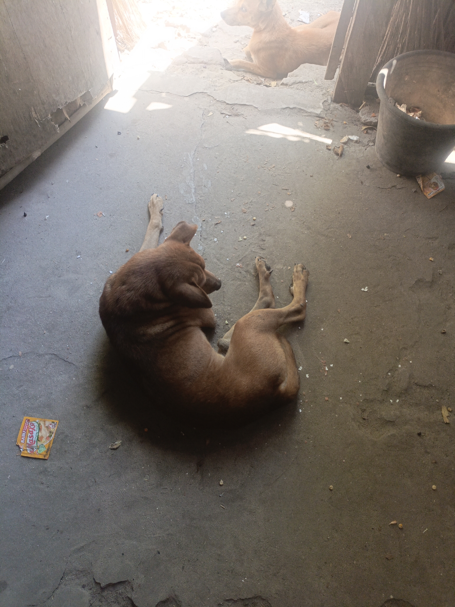 Two dogs are lying on a concrete floor. The dog in the foreground is lying on its side, facing away from the camera. Its fur is brown, and it appears to be a medium-sized dog. The second dog is lying down further in the background, also facing away from the camera. This dog is a lighter shade of brown. The scene is outdoors, with sunlight casting shadows on the ground. There is a wooden structure on the left side of the image, possibly a doorway or a wall. A dark bucket is visible on the right side of the image, filled with debris. There is also a crumpled packet of something on the ground near the foreground dog. The environment appears somewhat neglected, with scattered debris on the ground.