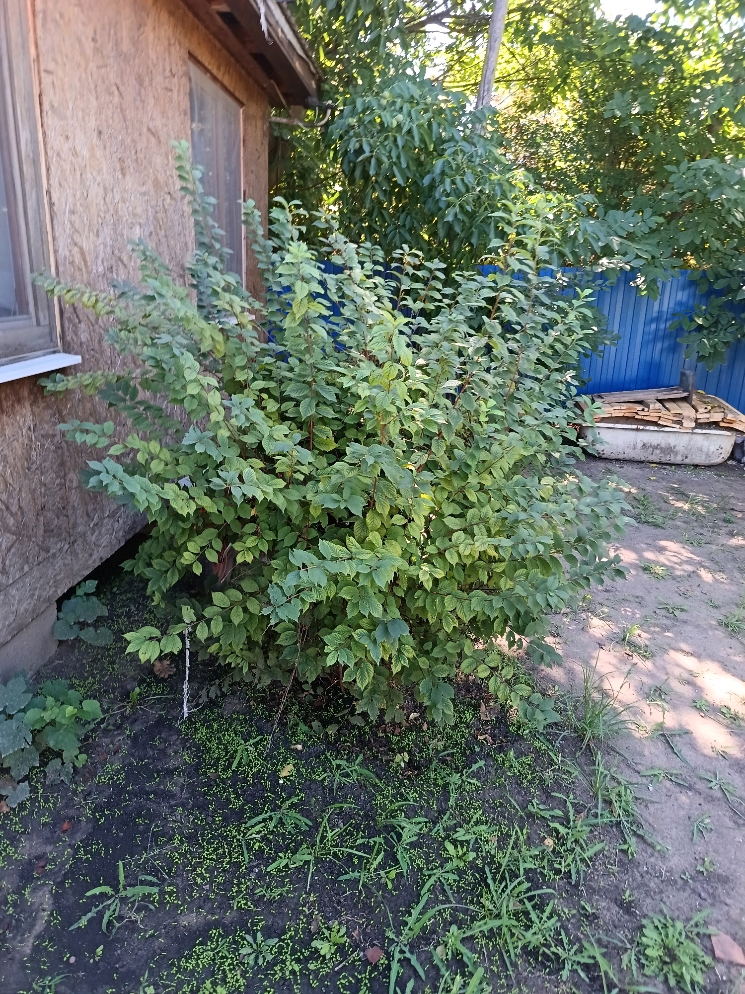 The image depicts an outdoor scene in Malyy Bugor, Russia, featuring a dense green bush in the foreground, situated next to the wall of a wooden structure. The wall appears to be constructed of oriented strand board (OSB), with a window frame visible. Behind the bush, a blue metal fence runs horizontally across the mid-ground, and beyond that, a collection of stacked wooden planks rests in an old bathtub. The ground is a mixture of dark soil and sparse green vegetation, with dappled sunlight illuminating parts of the scene. The overall impression is one of a somewhat unkempt, rural backyard.
