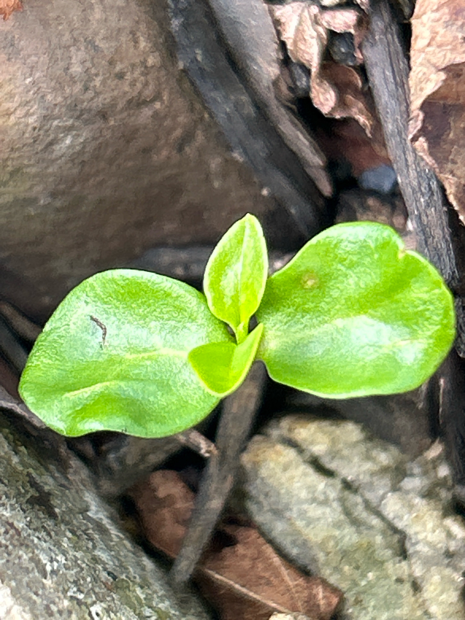 A close-up, eye-level shot captures a vibrant green seedling with two prominent cotyledons, emerging from the soil amongst debris. The seedling's leaves are smooth and slightly cupped, with a central stem supporting a smaller, unfurled leaf at the top. The background consists of muted brown and gray tones, comprising fallen leaves, twigs, and rough textures of what appears to be bark and soil. The lighting is soft, highlighting the fresh green of the seedling against the organic detritus. The specific location in Robinson Township, United States of America, is a natural outdoor setting.