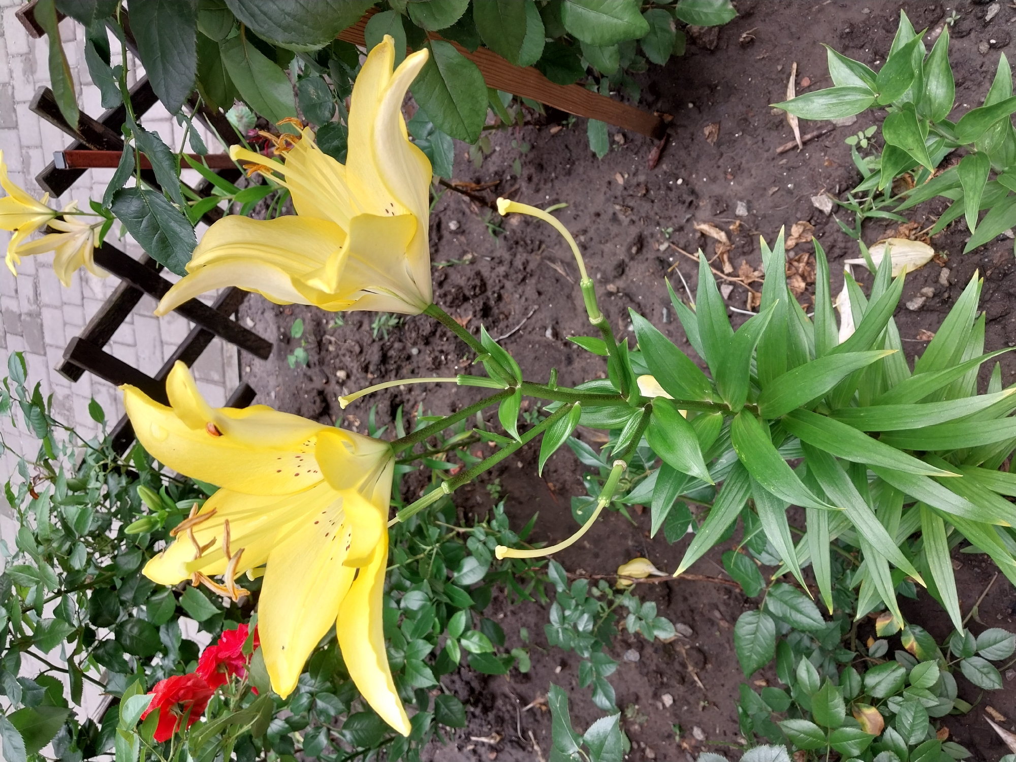 This is a close-up, eye-level outdoor photograph of yellow lilies in a garden. The lilies are the primary subjects, with two large blooms prominently displayed in the foreground, facing towards the viewer. The petals are a vibrant yellow with subtle dark speckles. The stems are green and sturdy, with pointed green leaves emerging from them. In the background, there are red roses, more green foliage, a rustic wooden fence, and a paved walkway or patio made of light-colored bricks. The ground is dark, damp soil. The image appears to be taken in a residential garden in the city of Dnipro, Ukraine. There are no people visible in the image.