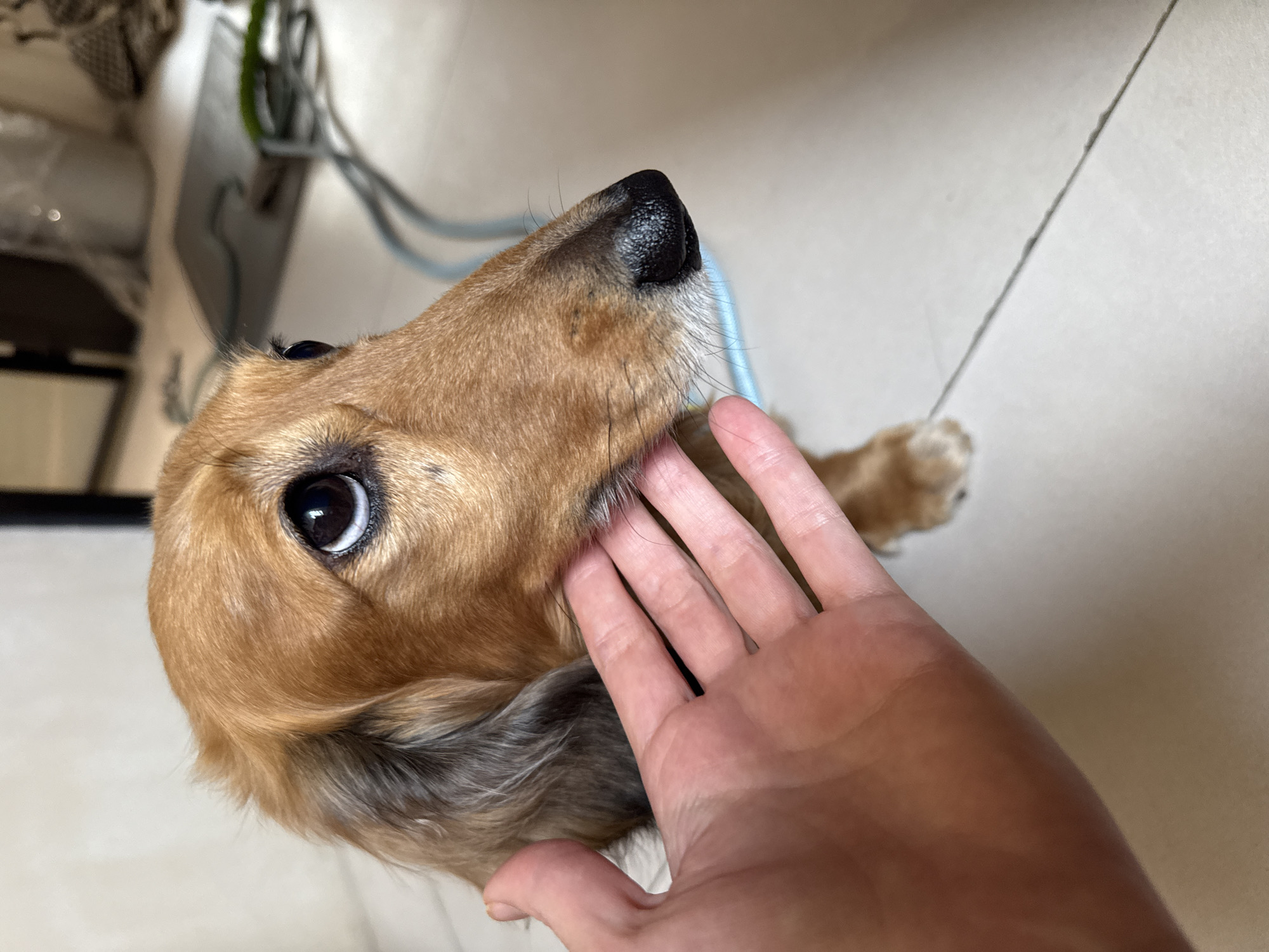 A long-haired dachshund dog, displaying a primarily light brown coat with darker brown and grey fur on its ears and muzzle, is depicted indoors in Wulingyuan, China. Its black, moist nose is prominent, and its large, dark eyes exhibit distinct circular reflections of an overhead light source as it gazes upwards and slightly to its right. A human hand, appearing light-skinned with splayed fingers, gently contacts the dog's left cheek and jawline, indicative of petting or caressing. The dog's right paw is partially visible at the bottom of the frame. The immediate environment consists of a light-colored, tiled floor with visible grout lines. A light blue cord or leash lies on the floor behind the dog. The background is blurred, showing indistinct household items and a dark vertical structural element, consistent with an interior domestic setting.