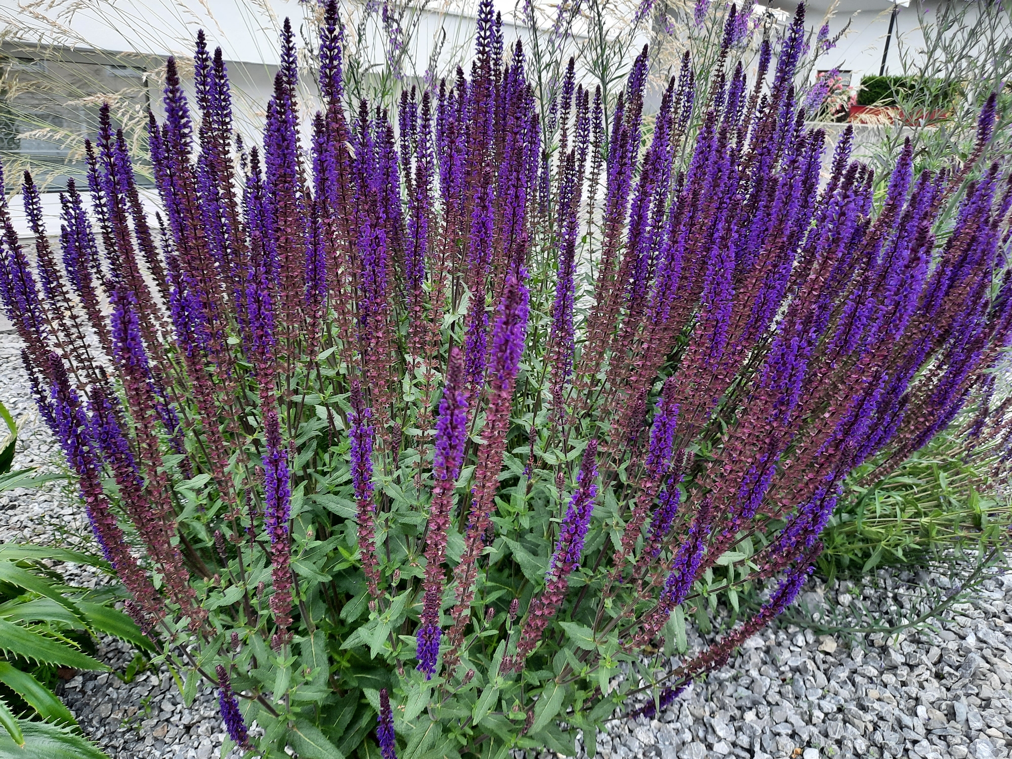 This is a close-up, eye-level, outdoor shot of a dense clump of purple salvia flowers with green foliage, situated on a gravel bed. In the background, a portion of a white building with a window is visible, along with some dry grasses. The lighting suggests it is daytime. The image does not contain any people. The specific location in Rosenheim, Germany, is not identifiable from the visual information provided.