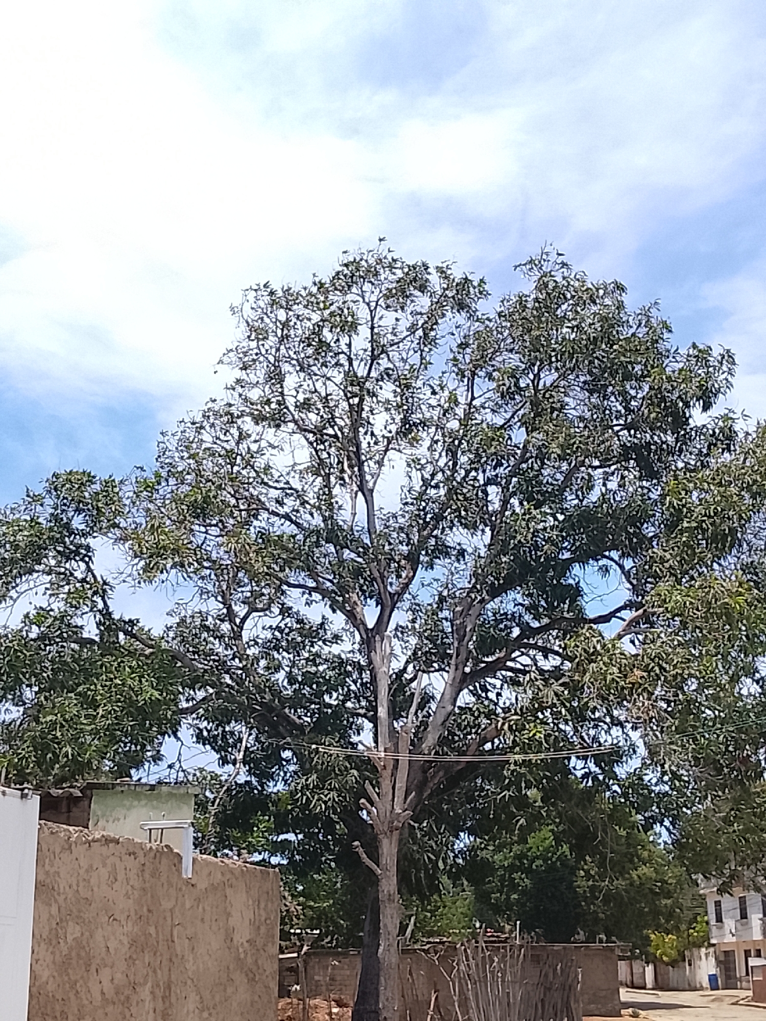 The image presents a scene in Altagracia, Venezuela. The focal point is a large tree with broad branches and dense foliage, partially obstructing the view of the sky, which is light blue with scattered white clouds. In the foreground, there is a low mud wall structure, partially hiding a small building. A crude fence made of sticks is situated near the base of the tree. In the background, a road and other buildings are faintly visible. There are no people visible in the image.
