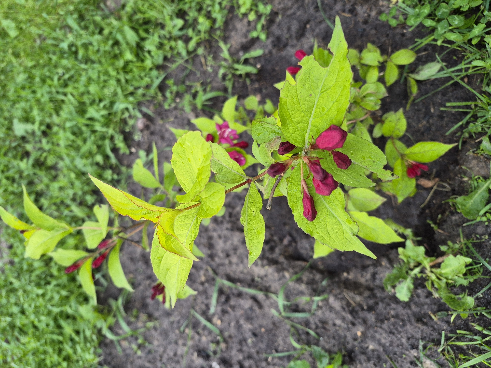 A small, flowering shrub, likely a Weigela, is centrally positioned in cultivated dark soil. The plant features numerous bright green, ovate leaves, some exhibiting minor marginal redness and insect damage. Multiple elongated flower buds, dark magenta to fuchsia in color, are visible at various stages of development along the stems, with some beginning to open. The immediate ground consists of dark, tilled soil. Beyond the cultivated area, blurred green grass and weeds are present. The scene is illuminated by natural light. The location is Hlevakha, Ukraine.