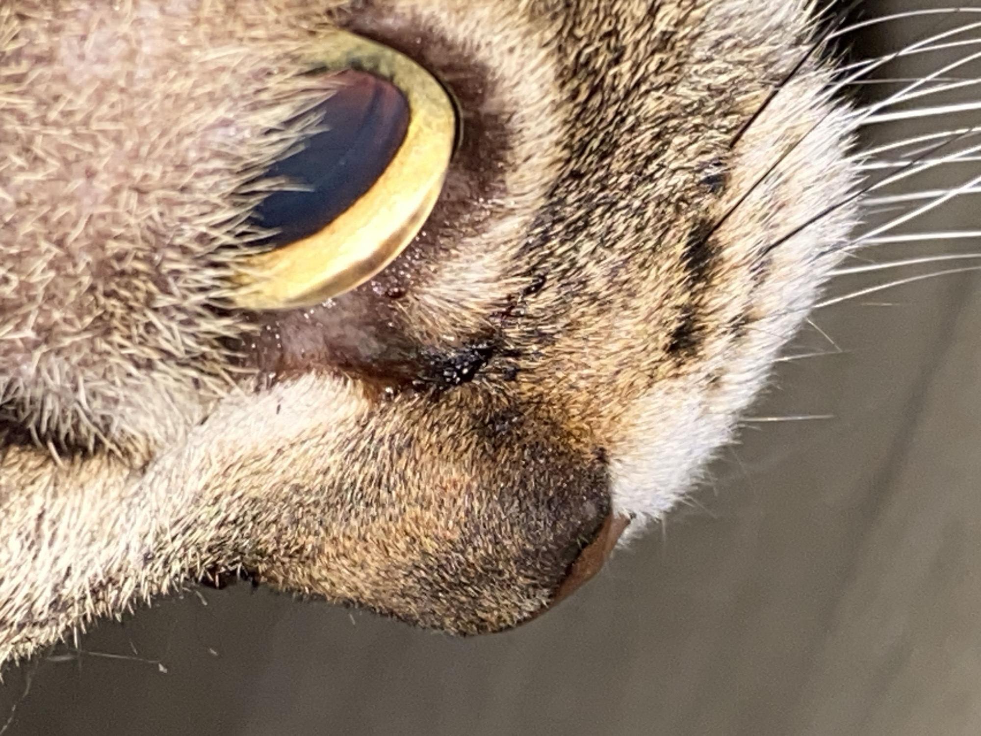The image is a close-up, side profile view of a cat's face, focusing on its eye and nose. The cat has brown and black tabby markings with prominent whiskers. The cat's left eye is visible, with a golden iris and a dark pupil. There appears to be some redness and possible discharge around the eye area. The cat's nose is dark and textured. The background is a plain, neutral color, suggesting an indoor setting. The image does not depict any urban environment or any specific location within Novokuznetsk, Russia.