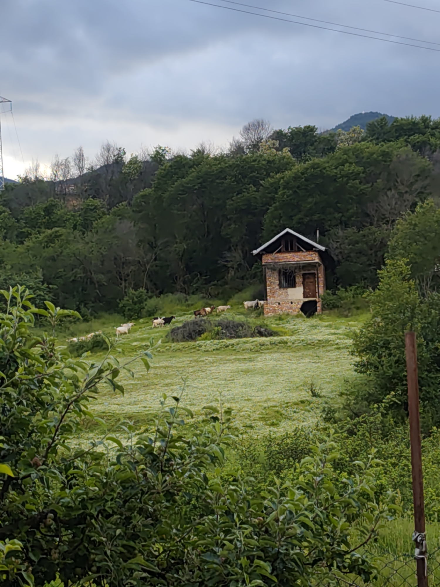 The image depicts a rural scene in Mosomishte, Bulgaria. In the mid-ground is a small, weathered, brick building with a gabled roof. The building has an opening where a door or window would be. To the left and in front of the building is a field covered in white flowers, where a herd of goats is grazing. The surrounding landscape is dominated by lush green trees. In the foreground, green foliage obscures the lower part of the image. In the background, a hill rises towards the top of the frame, with a few structures visible among the trees. Overcast skies cover the top portion of the image. A utility pole is visible in the upper left corner. A fence and other vegetation are partially obscuring the lower right corner. The overall environment suggests a tranquil, countryside setting.