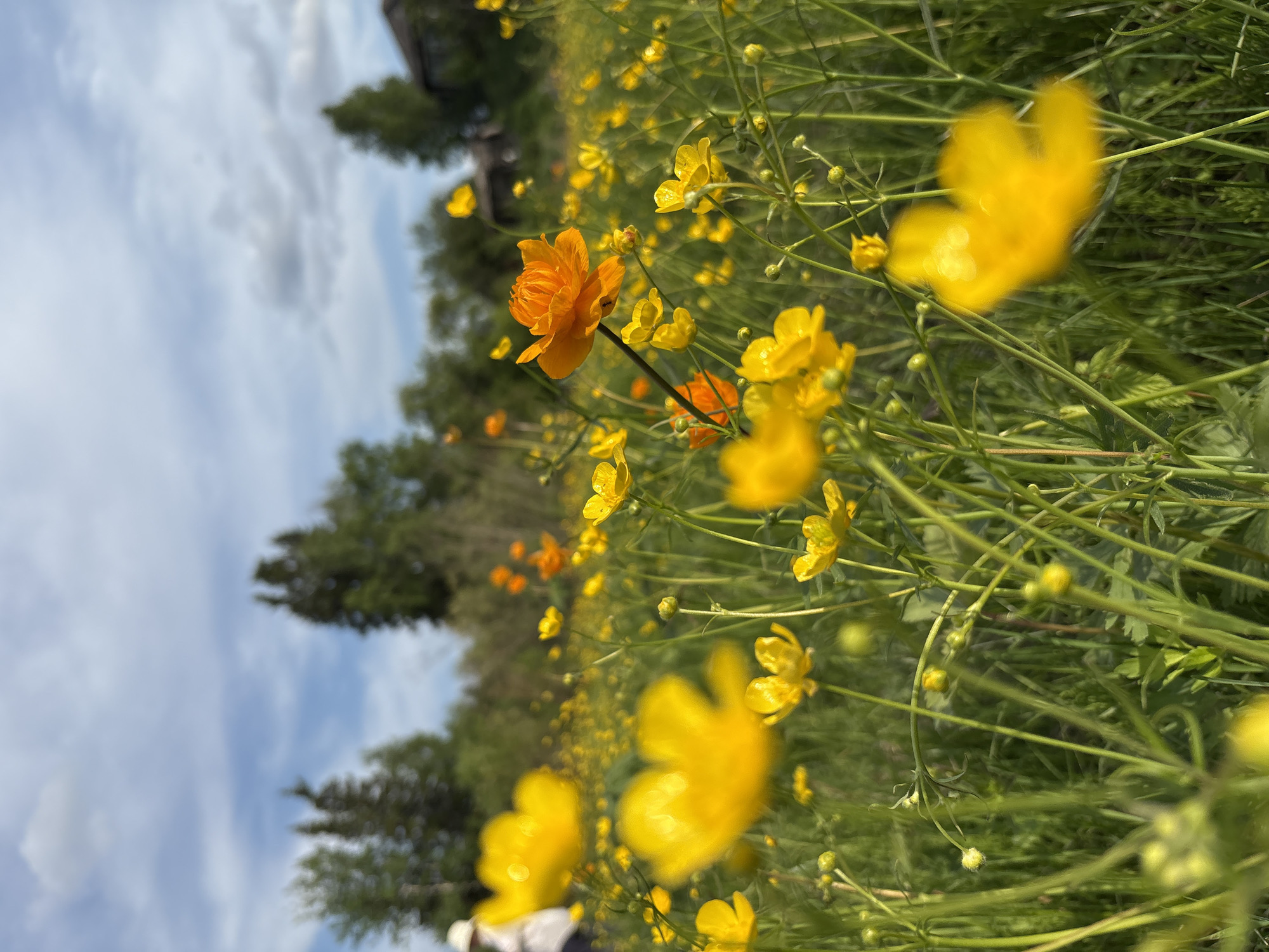 This is a low-angle, eye-level shot of a field of yellow and orange wildflowers under a partly cloudy sky. The foreground is dominated by blurred yellow flowers, some with clearly visible petals, while others are out of focus. In the mid-ground, there are more yellow flowers, along with a few vibrant orange ones, the most prominent being a single orange flower in the center right with detailed petals and an insect on it. A person wearing a light-colored hat and shirt is visible in the far left background, blurred and out of focus. The background consists of a line of green trees and a few wooden houses. The setting is a natural, outdoor environment, likely a meadow or field. The image does not contain any identifiable landmarks specific to Невон, Russia.