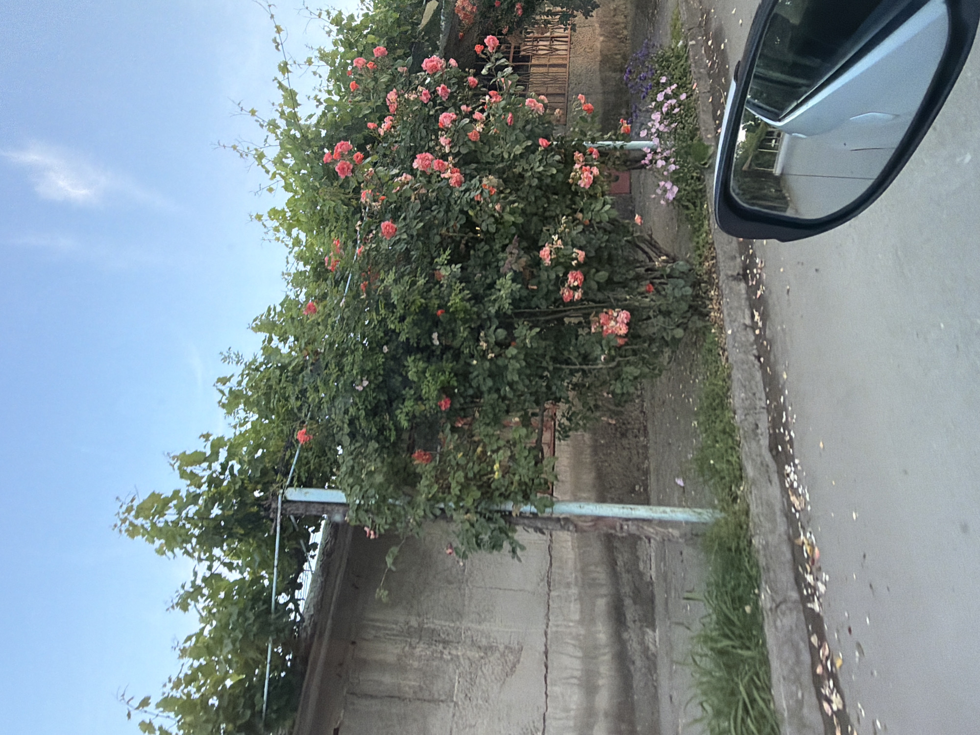 Here is a description of the image:
The image captures a street scene in an urban setting. A tall rose bush with pink flowers stands prominently, partially obscuring a grey concrete wall and a metal fence. To the right, a street runs alongside the sidewalk, visible with a car's side mirror in the frame. The sky is blue with some clouds. The scene appears to be in Unknown, Unknown.