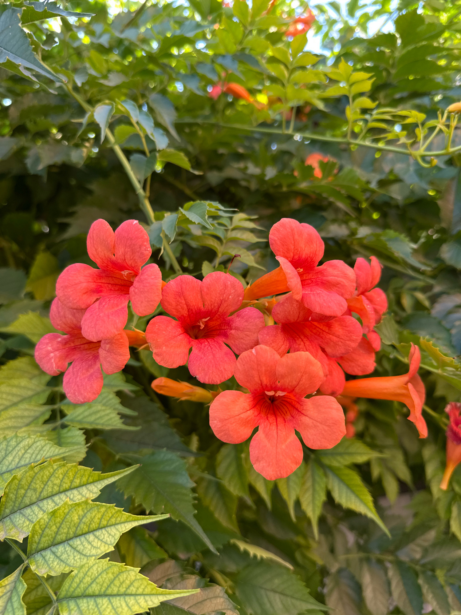 A cluster of vibrant orange-red trumpet-shaped flowers is in full bloom, suspended amongst lush green foliage. The flowers are the primary subject, with their delicate petals and intricate centers clearly visible. The background consists of dense green leaves and stems, suggesting an outdoor setting in a natural or garden environment. The lighting suggests it is daytime, with some dappled sunlight filtering through the leaves. The location is identified as Blizhnii Khutor, Moldova. There are no people or animals present in the image.