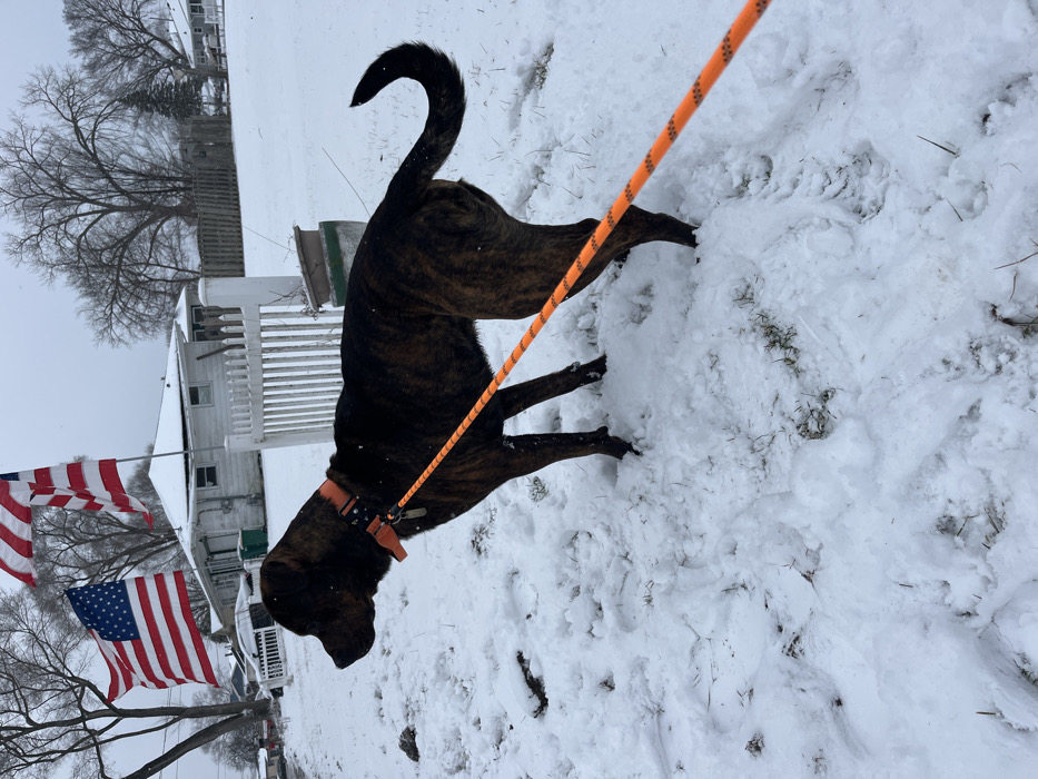 A brindle dog stands in the snow, leashed with an orange rope. The dog's tail curls upward. Snow covers the ground with some grass peeking through. In the background, a house with white siding and a picket fence is visible, along with bare trees and American flags waving. The sky appears overcast and grey.