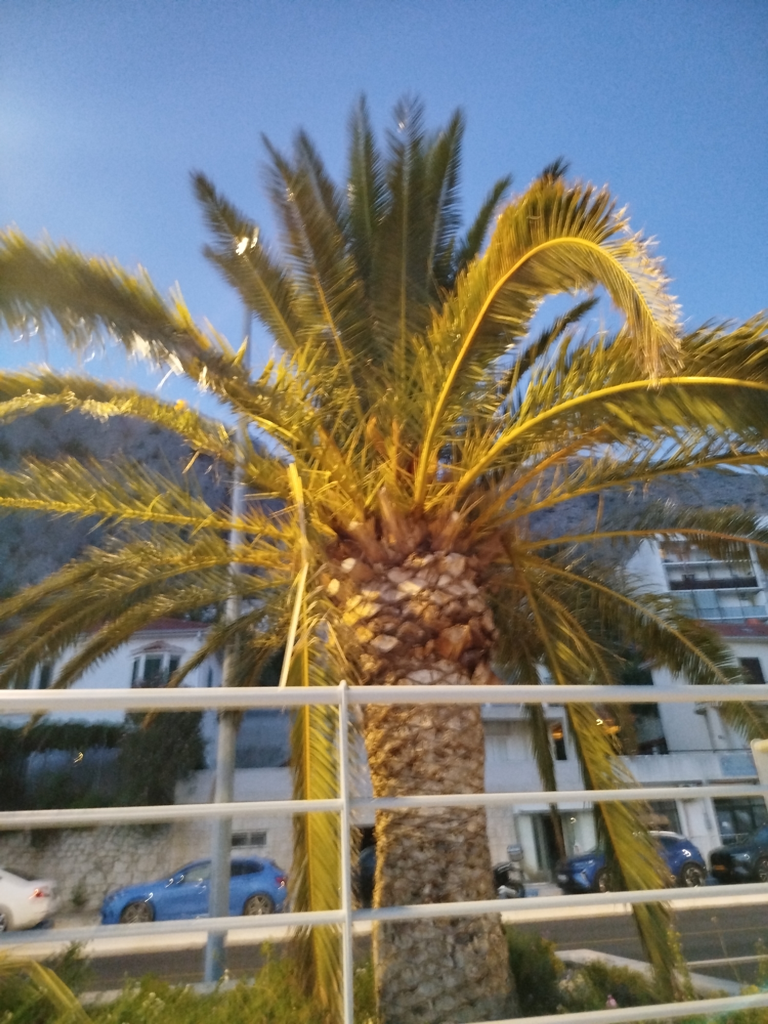 The image captures a palm tree in the foreground, its fronds illuminated by artificial light against a twilight sky. Behind the tree, a white building with multiple stories and balconies is visible, with lights on in some of the windows. In the mid-ground, parked cars, including a blue hatchback and other vehicles, are lined up along a street. A white railing runs across the bottom portion of the image. The overall setting suggests a coastal urban environment, likely Omiš, Croatia, given the characteristic landscape with a mountainous backdrop partially obscured by the building and foliage.