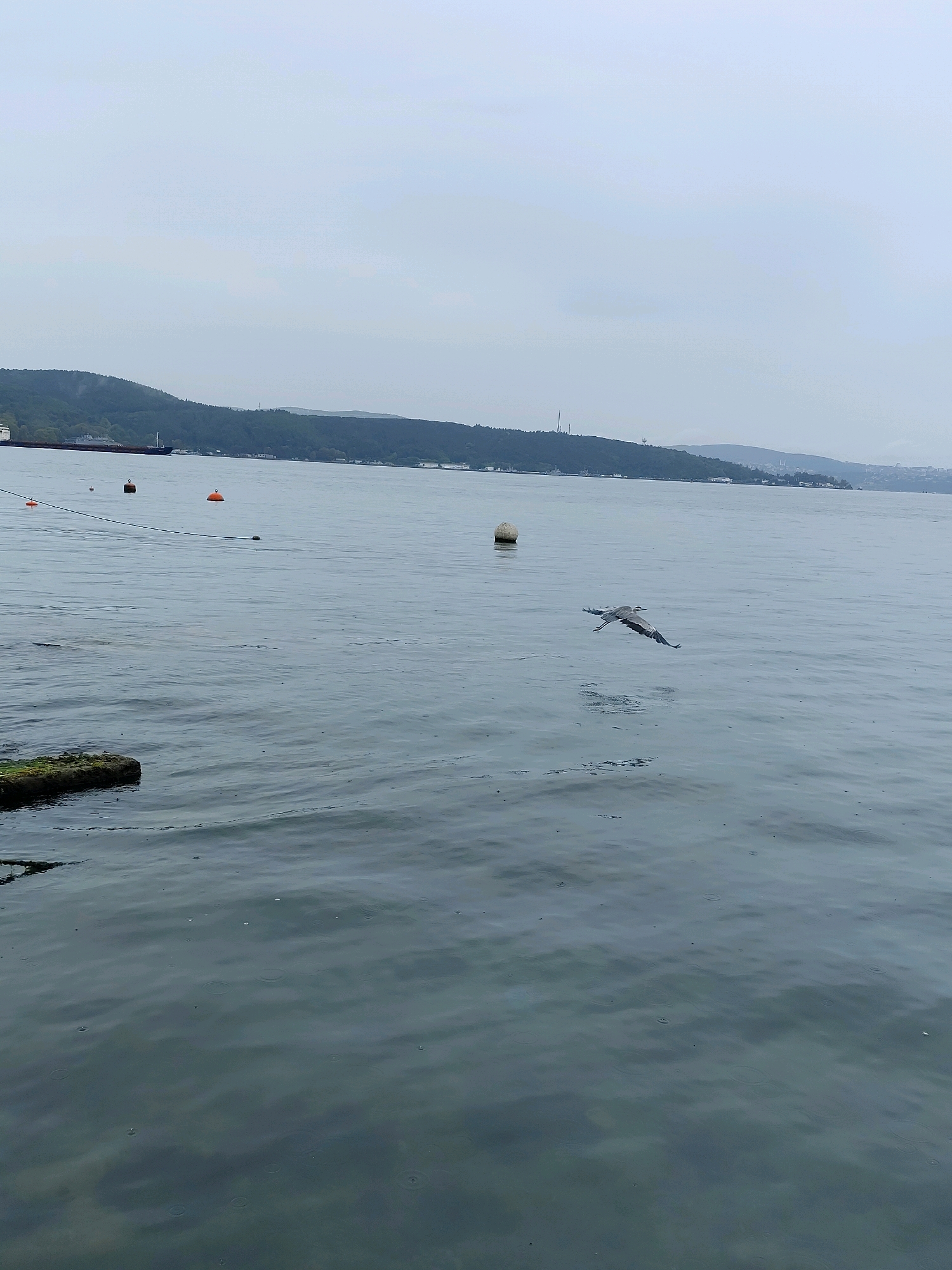 This image captures a view of the Bosphorus Strait in Sarıyer, Turkey, on a cloudy day. In the foreground, calm water with visible ripples, possibly from light rain, fills the lower portion of the frame. A moss-covered stone structure juts out from the left side into the water. Further out in the strait, several buoys are visible, including an orange one and a larger white one. A ship can be seen in the distance on the left, sailing along the water. On the right side of the strait, a bird, likely a heron, is in flight, its wings extended. The background features a tree-covered hillside with a faint silhouette of buildings and a tower on the horizon. The overall atmosphere is subdued due to the overcast sky.