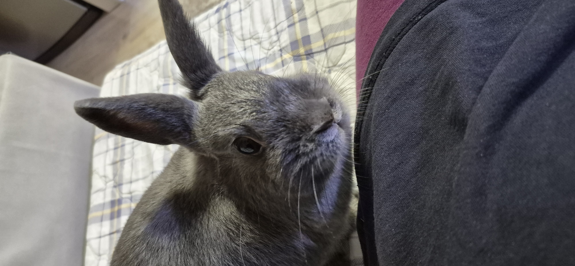 A close-up, eye-level shot shows a grey rabbit with one ear up and one ear flopped down. The rabbit is lying on a surface with a plaid pattern, possibly a bed or couch. The rabbit's head is the primary focus, with its eye clearly visible and whiskers fanned out. In the foreground, a dark fabric, likely clothing, obscures the bottom portion of the image. The lighting suggests an indoor setting. This image was captured in Ussurijsk, Russia.