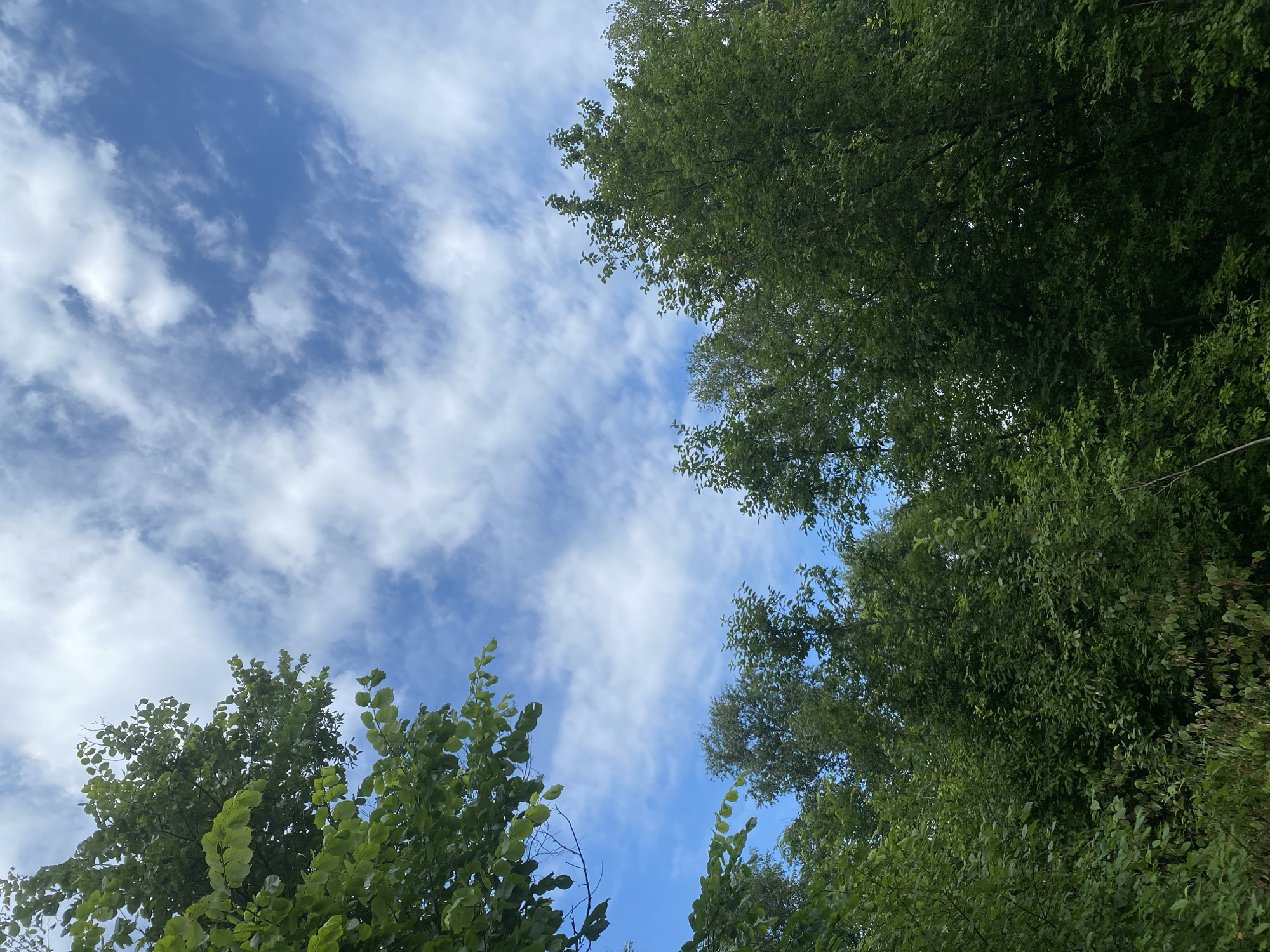 This is a low-angle, wide shot of a bright blue sky with scattered white clouds, viewed from below a canopy of lush green trees. The trees dominate the upper and lower edges of the frame, their leaves a vibrant green, suggesting a time of year from late spring to early autumn. Sunlight filters through the foliage, creating a dappled effect. The clouds are wispy and appear to be moving, indicating a breezy day. There are no people or man-made objects visible, creating a natural and serene scene. The setting is suggestive of a park, forest, or natural area, and given the location context of Ufa, Russia, it likely depicts a warm, pleasant day outdoors in that region. The overall emotion conveyed is one of peace and natural beauty. No text is visible in the image.