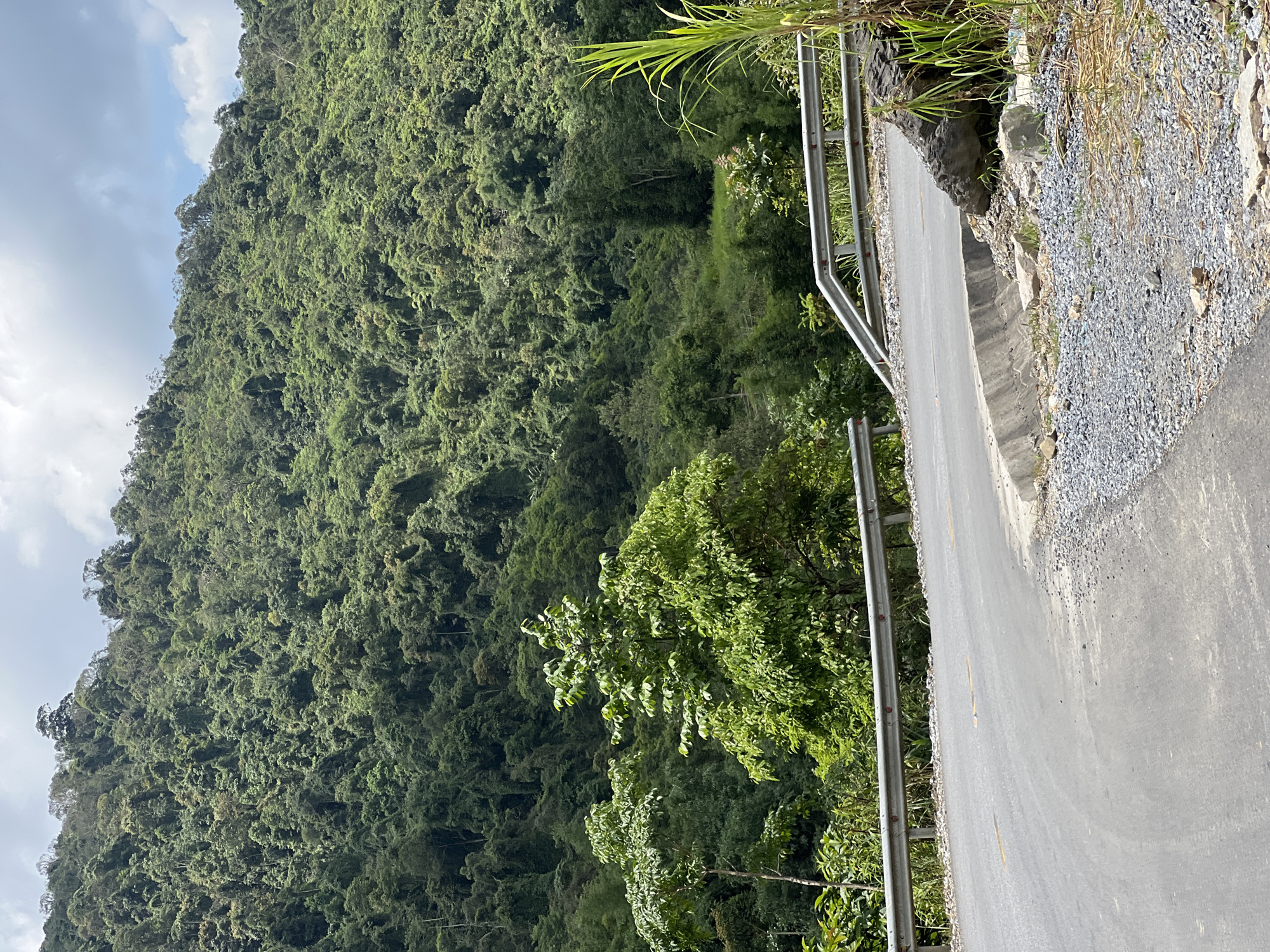 A paved road curves around the base of a densely forested mountain under a cloudy sky. The mountain is covered in a thick canopy of green trees. The road has a yellow line painted down the center and a concrete curb on the right side. A metal guardrail runs along the edge of the road. There are rocks and gravel on the side of the road. In the foreground, tall green grass is visible.