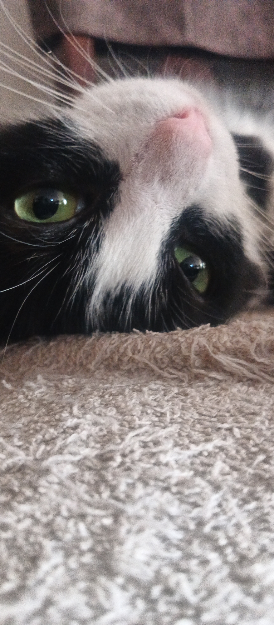 A close-up, low-angle, vertical shot captures a black and white cat lying on a textured, beige surface. The cat's head is tilted to its right, with its face filling the top portion of the frame. Its green eyes are prominently visible, one open and the other partially obscured by its head. The cat's pink nose and white whiskers are also in clear view. The background is out of focus, showing a blurred, brownish-gray material, possibly a blanket or piece of furniture. The foreground is dominated by the textured surface the cat is lying on, which appears to be a rug or carpet. The lighting is soft, highlighting the textures of the fur and the carpet. No location in a city is discernible from the image.