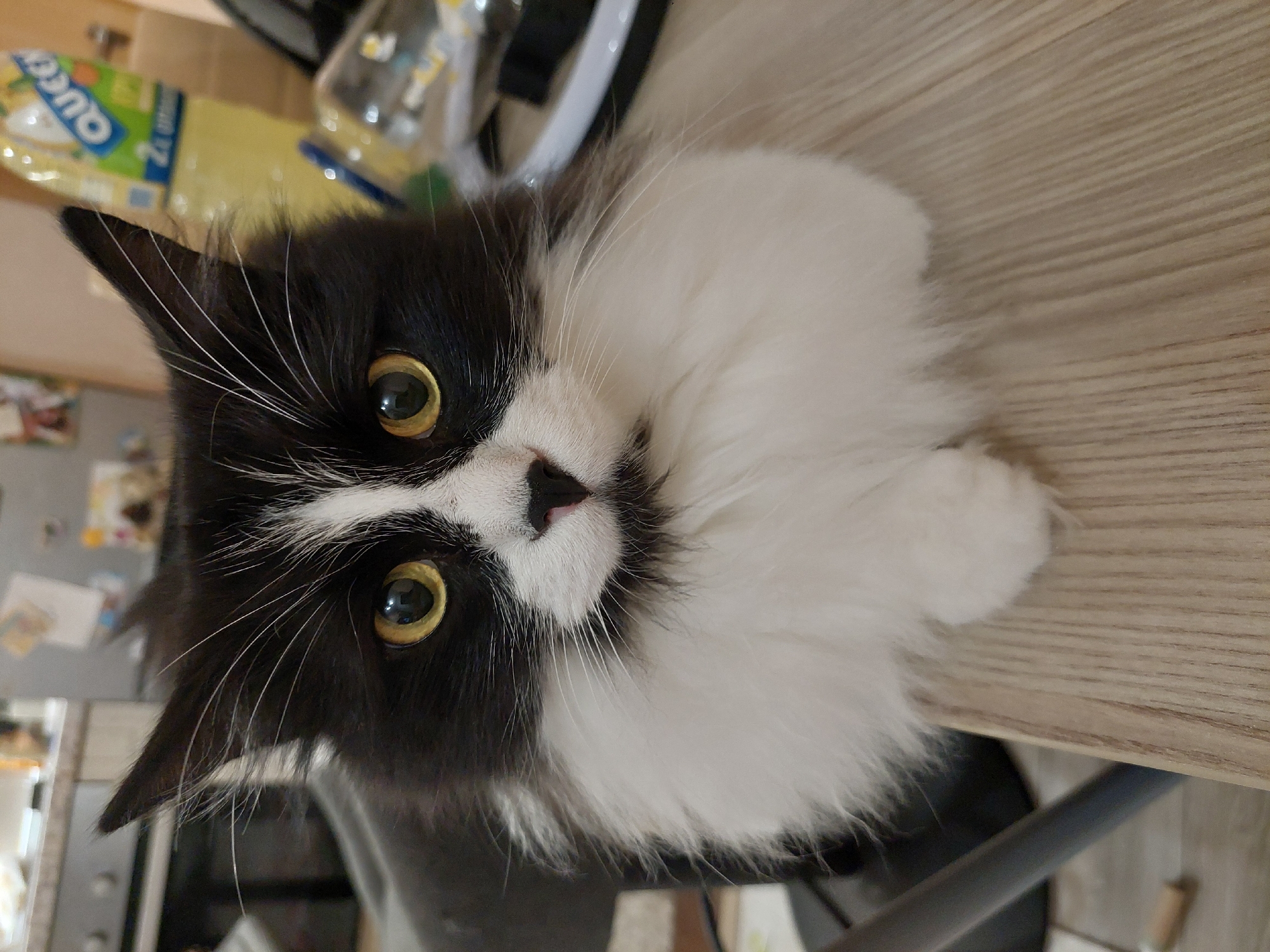 A close-up, portrait-style image captures a black and white cat resting on a light brown surface, likely a table. The cat's head and front paws are visible. The cat has bright, yellowish-green eyes and a black nose. The left side of its face is predominantly black, while the right side is mostly white. The background includes a partial view of a yellow bottle with green lettering, as well as glimpses of a metallic structure and what appears to be a wall with small pictures or magnets. Given the lack of distinct architectural or geographic features, it is impossible to determine if the image was taken in Plovdiv, Bulgaria or any other specific location.