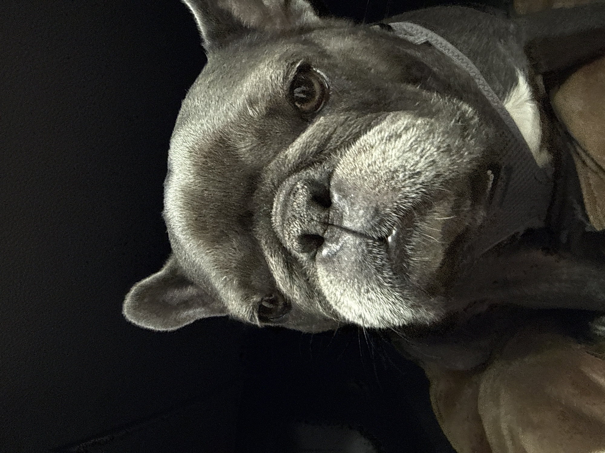 A close-up, head-and-shoulders shot shows a French Bulldog with a grey coat. The dog's face is centered, with its eyes looking slightly to the left. The background is dark and featureless, suggesting an indoor environment. The dog is wearing a light grey collar. The image has a shallow depth of field, with the dog's face in sharp focus and the background blurred. There is no indication of the city of Bad Sachsa, Germany, in the image.